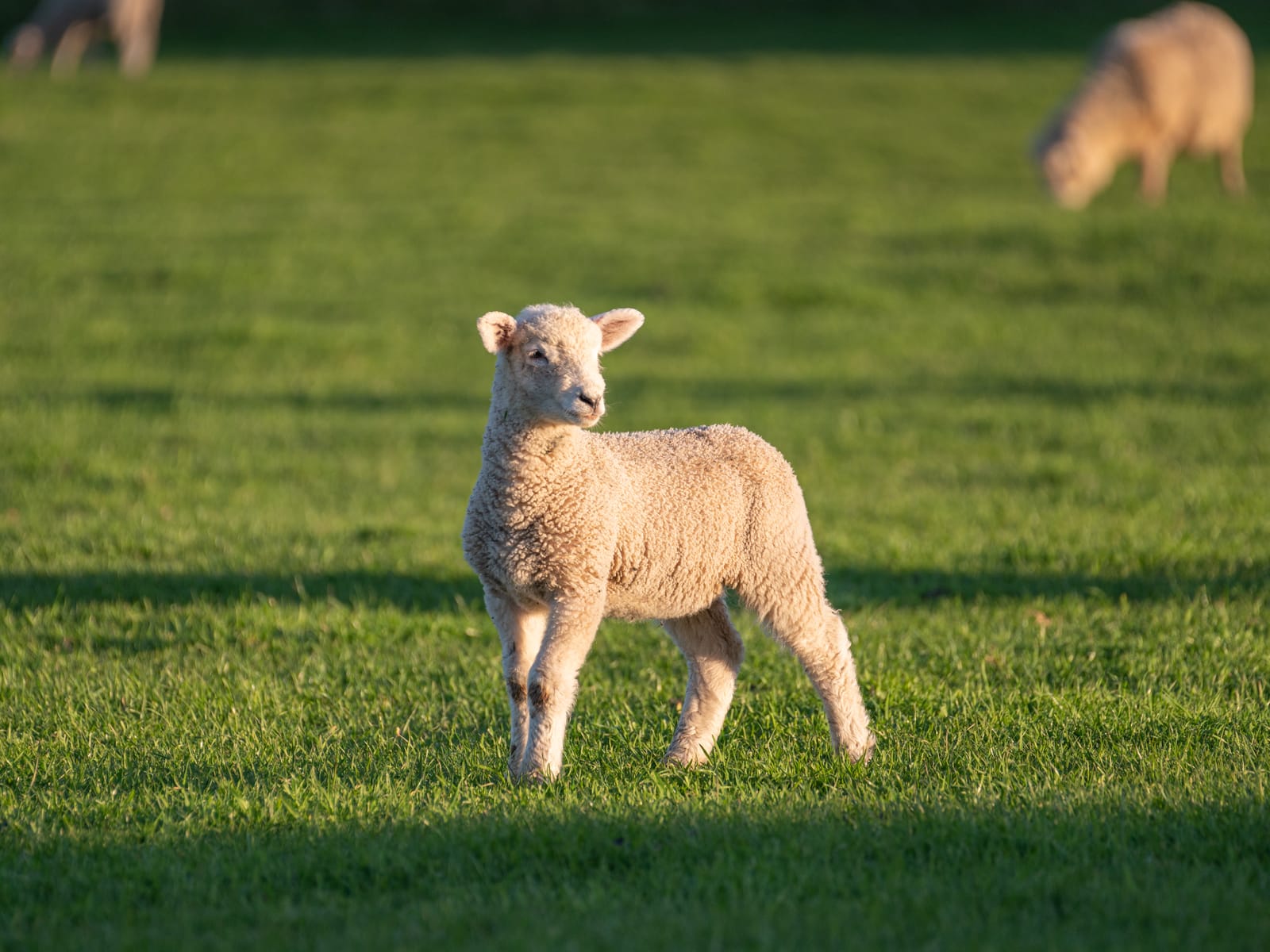 Alert lamb