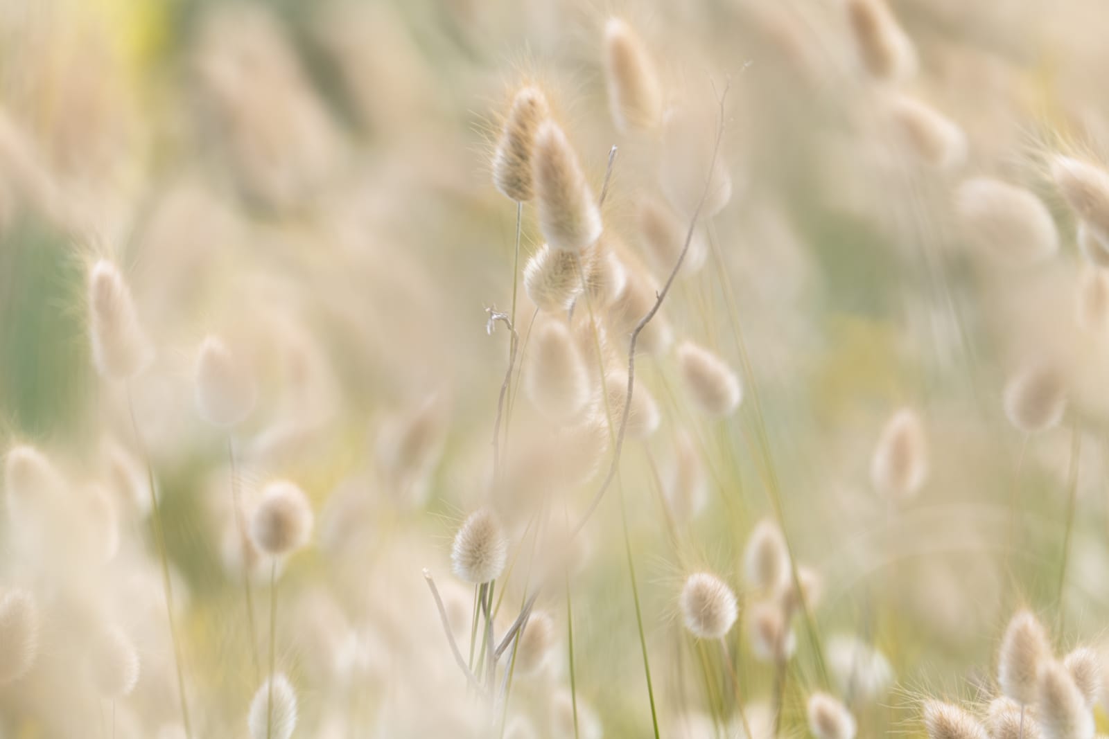 Bunny flowers