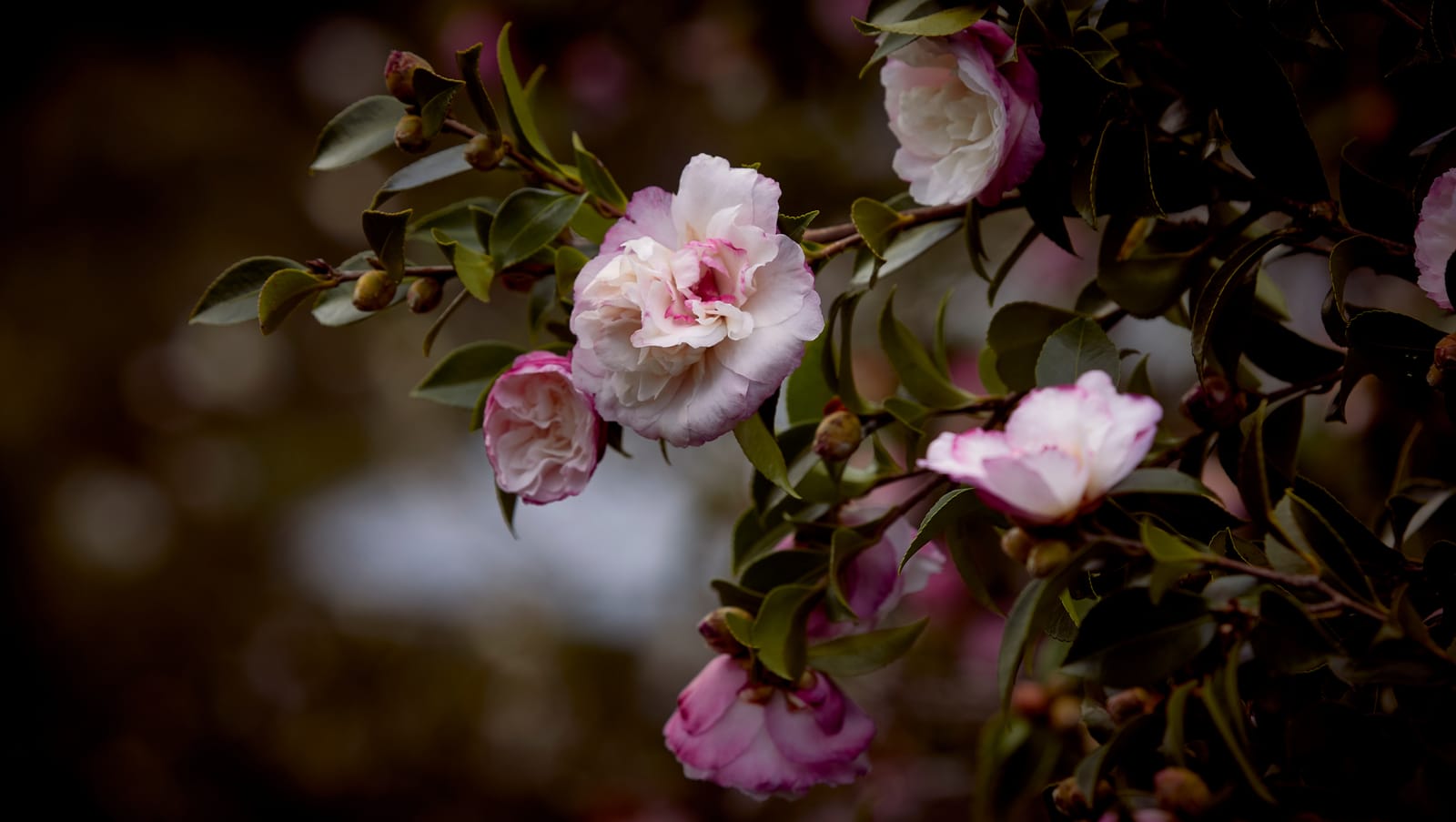 Camelia flowers