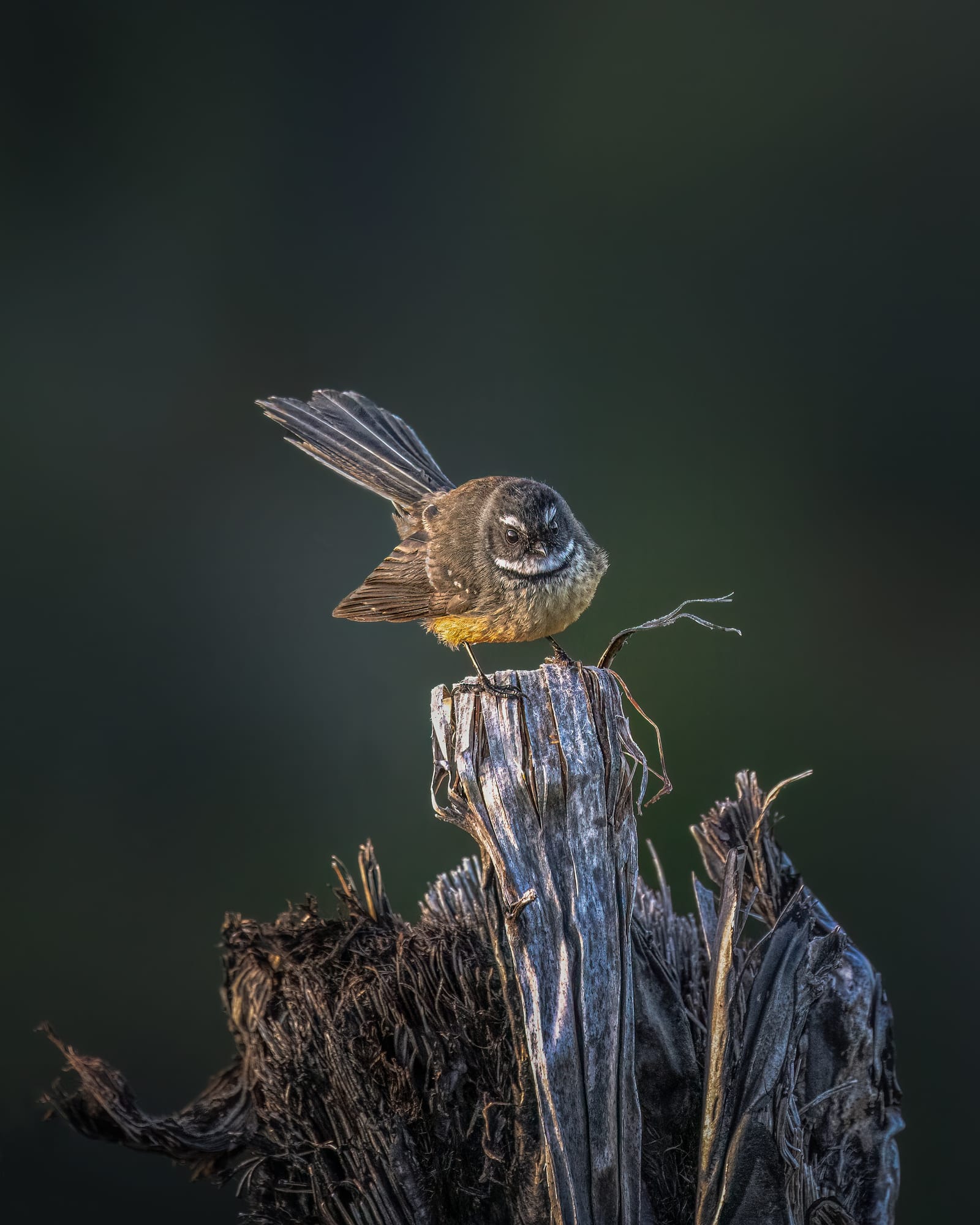 Cheeky Fantail