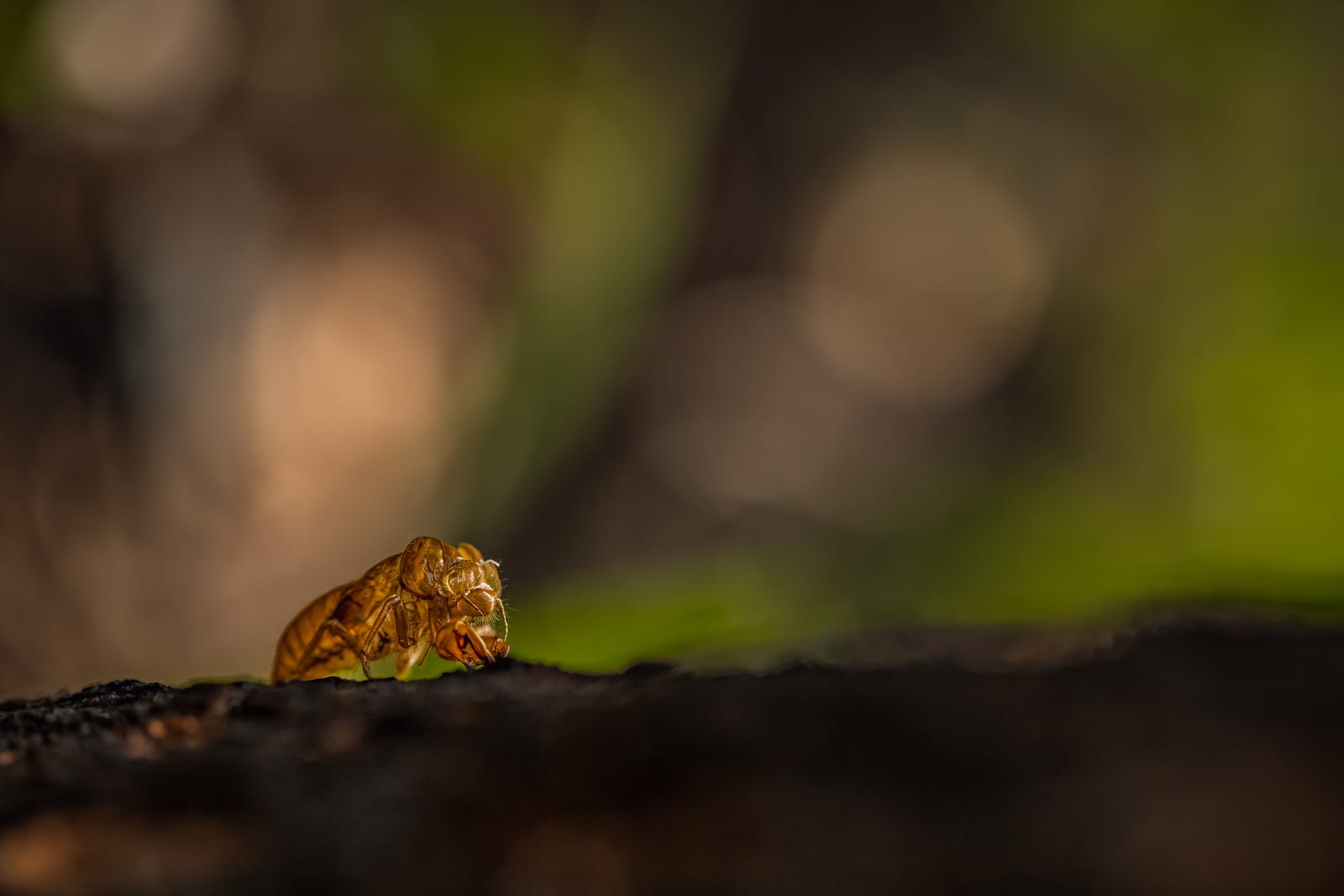 Cicada