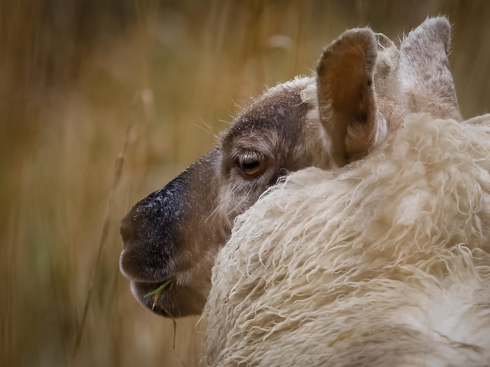 Suffolk Cross Lamb