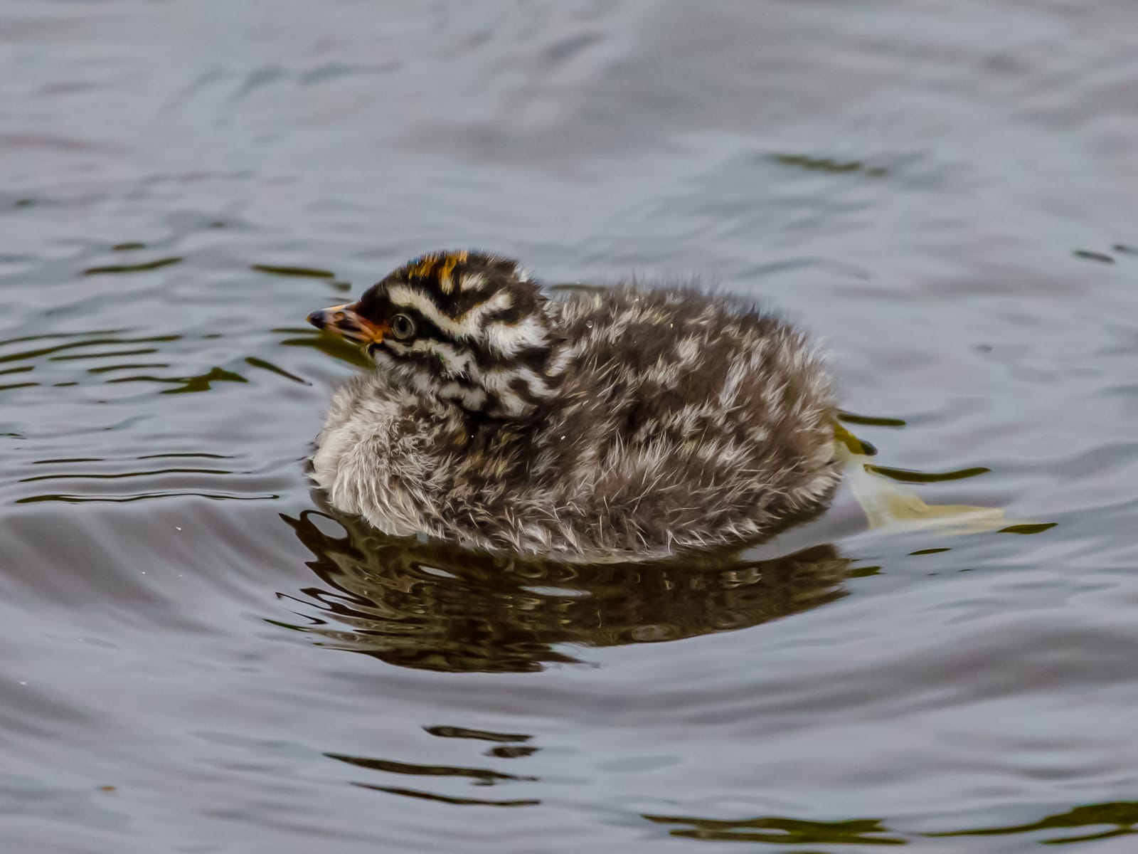 Dabchick page feature image