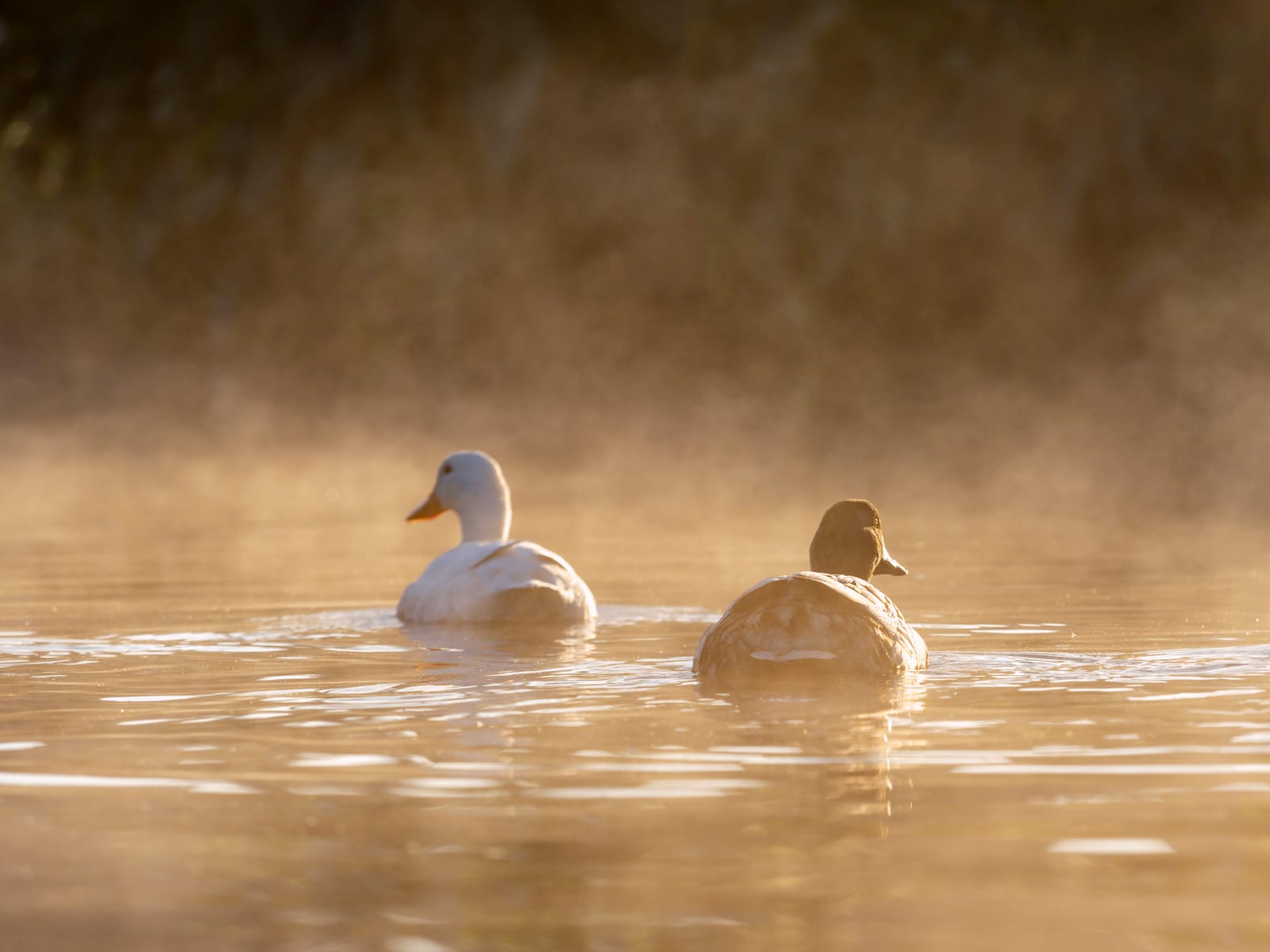 Duck page feature image