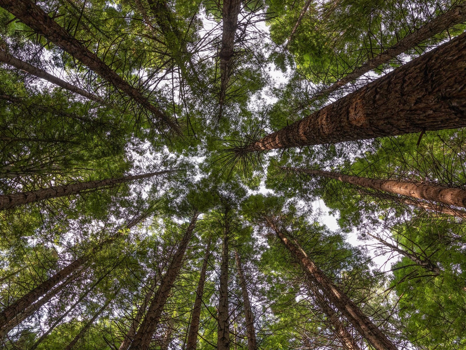 Don't forget to look up, Whakarewarewa forest, Rotorua