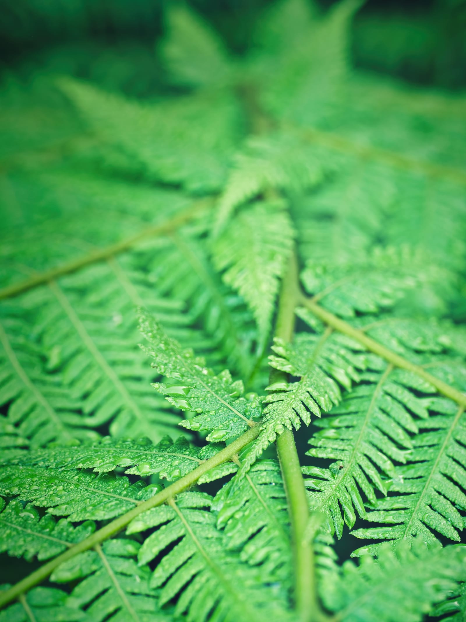 Ferns page feature image