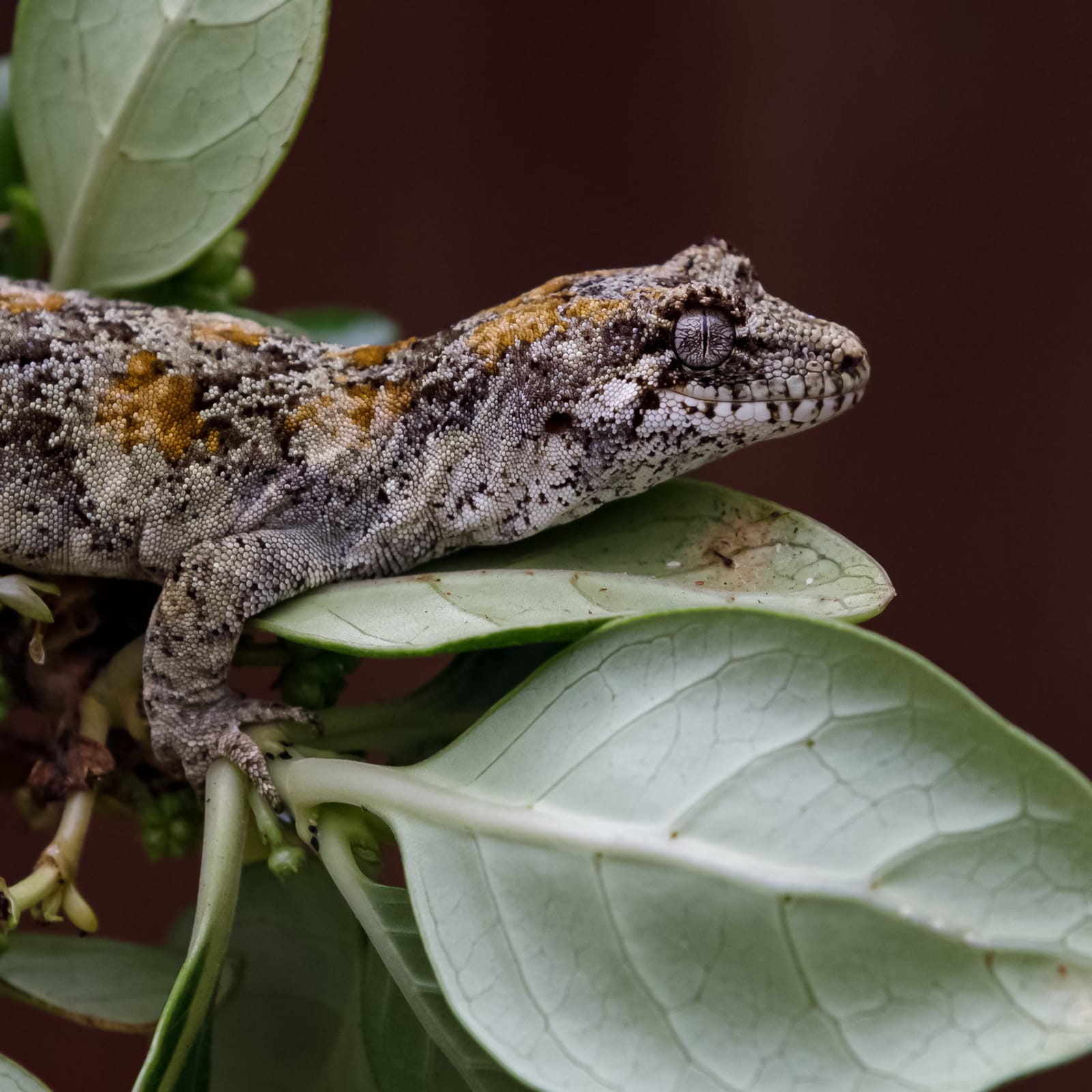 Forest gecko