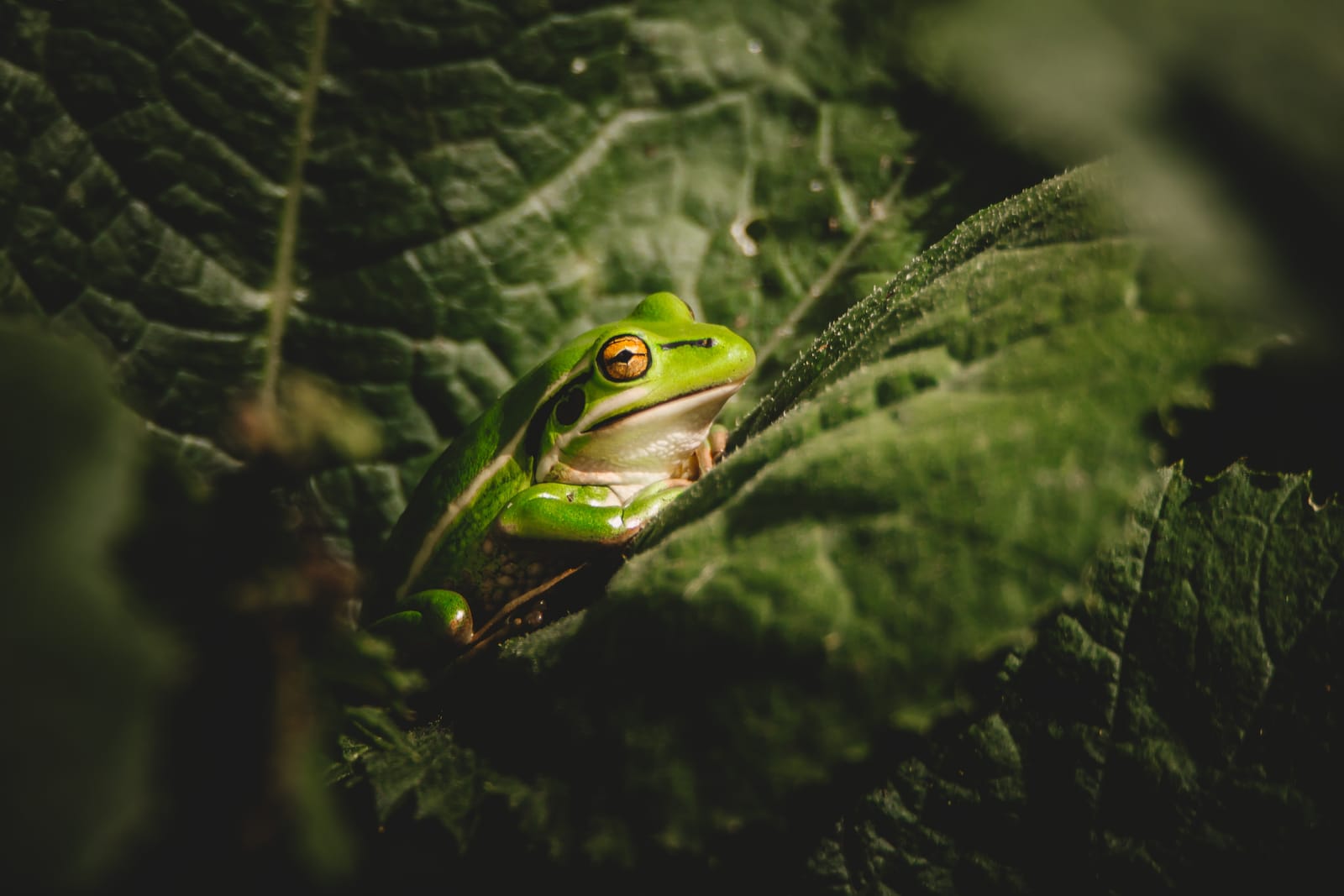 Frogs page feature image