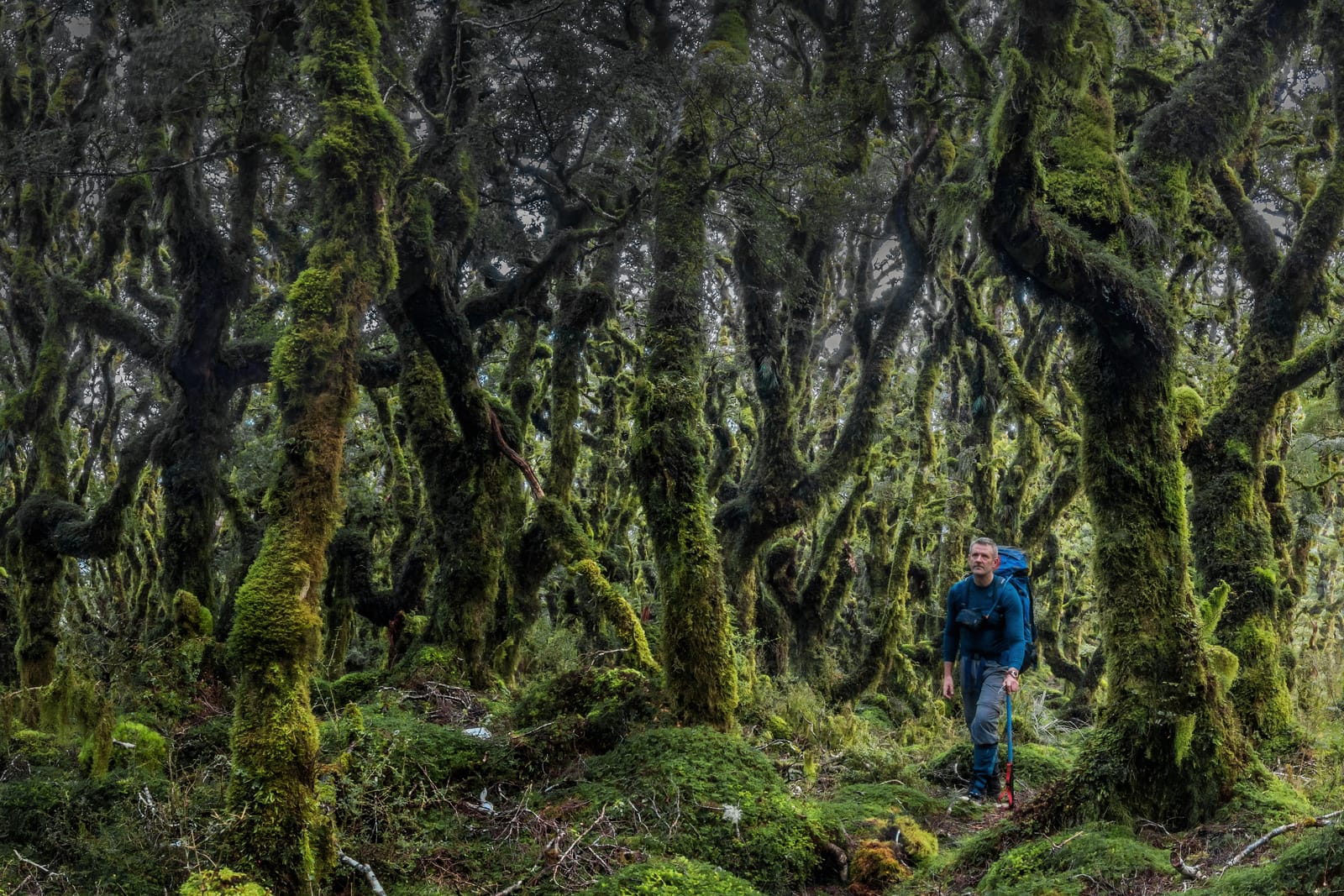 Goblin forest near Blue Range Hut