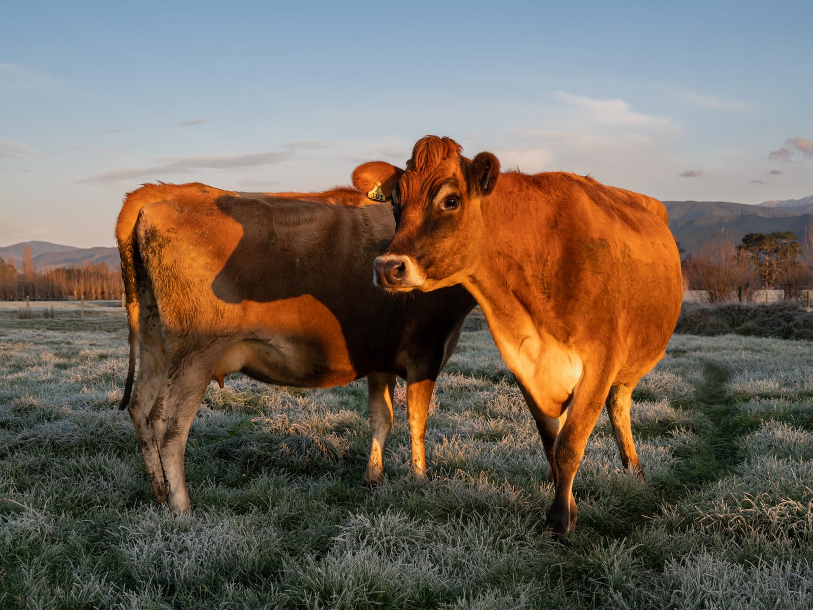 Golden jersey cows