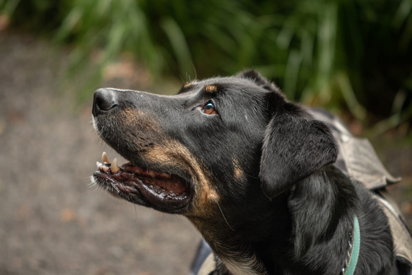 Herding dog