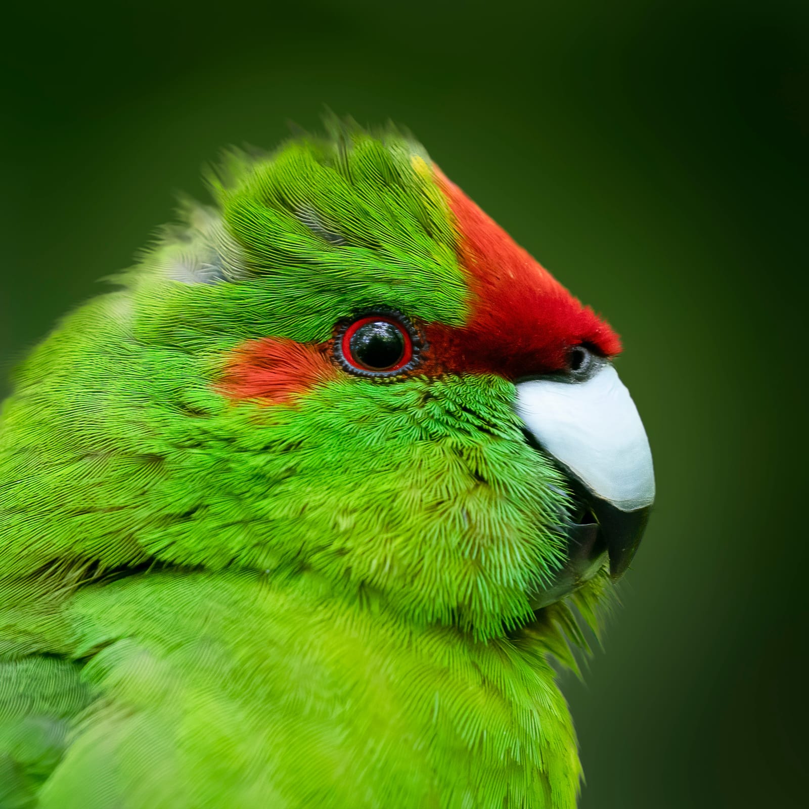 Kākāriki close-up