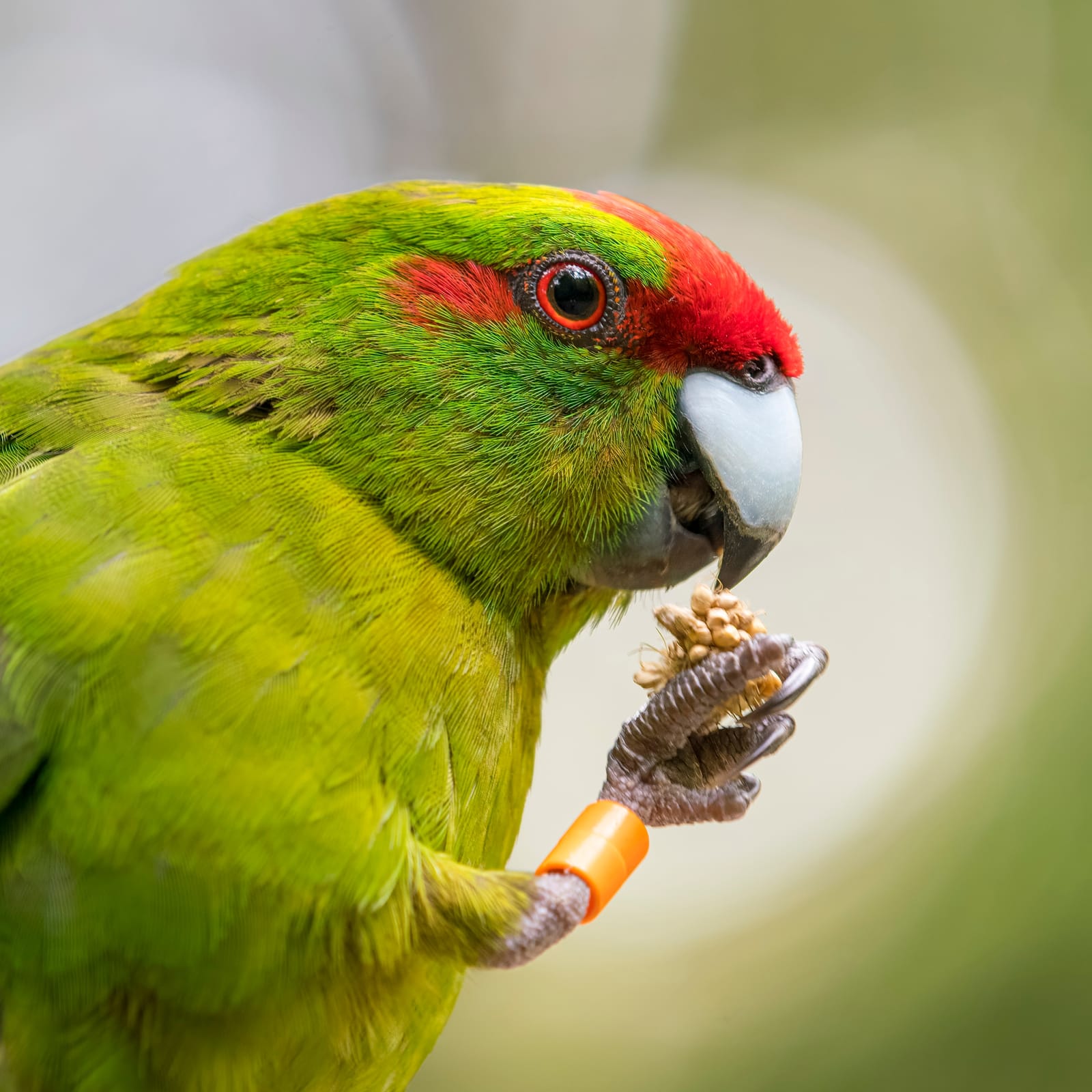 Kākāriki page feature image