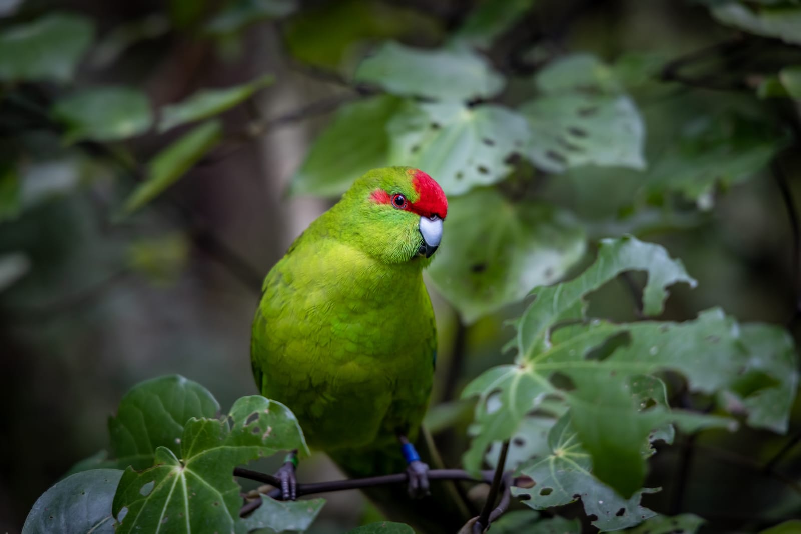 Kākāriki