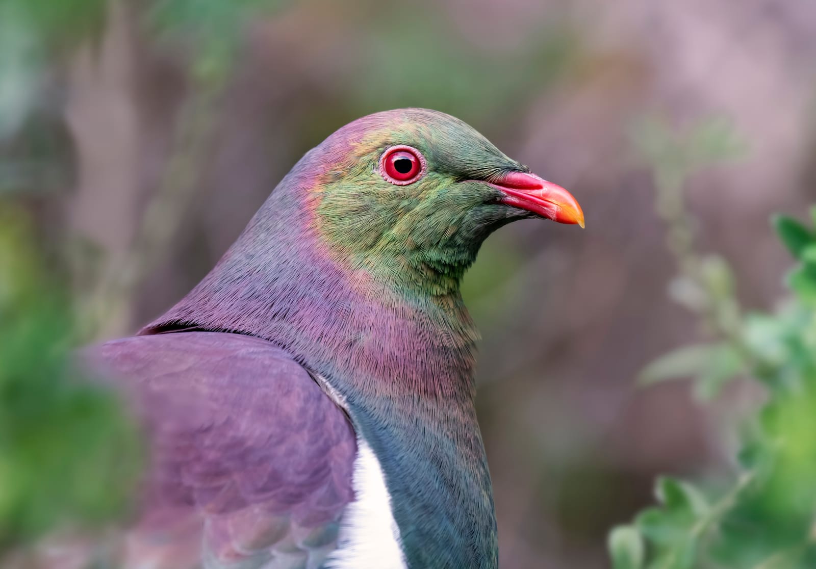 Kererū portrait