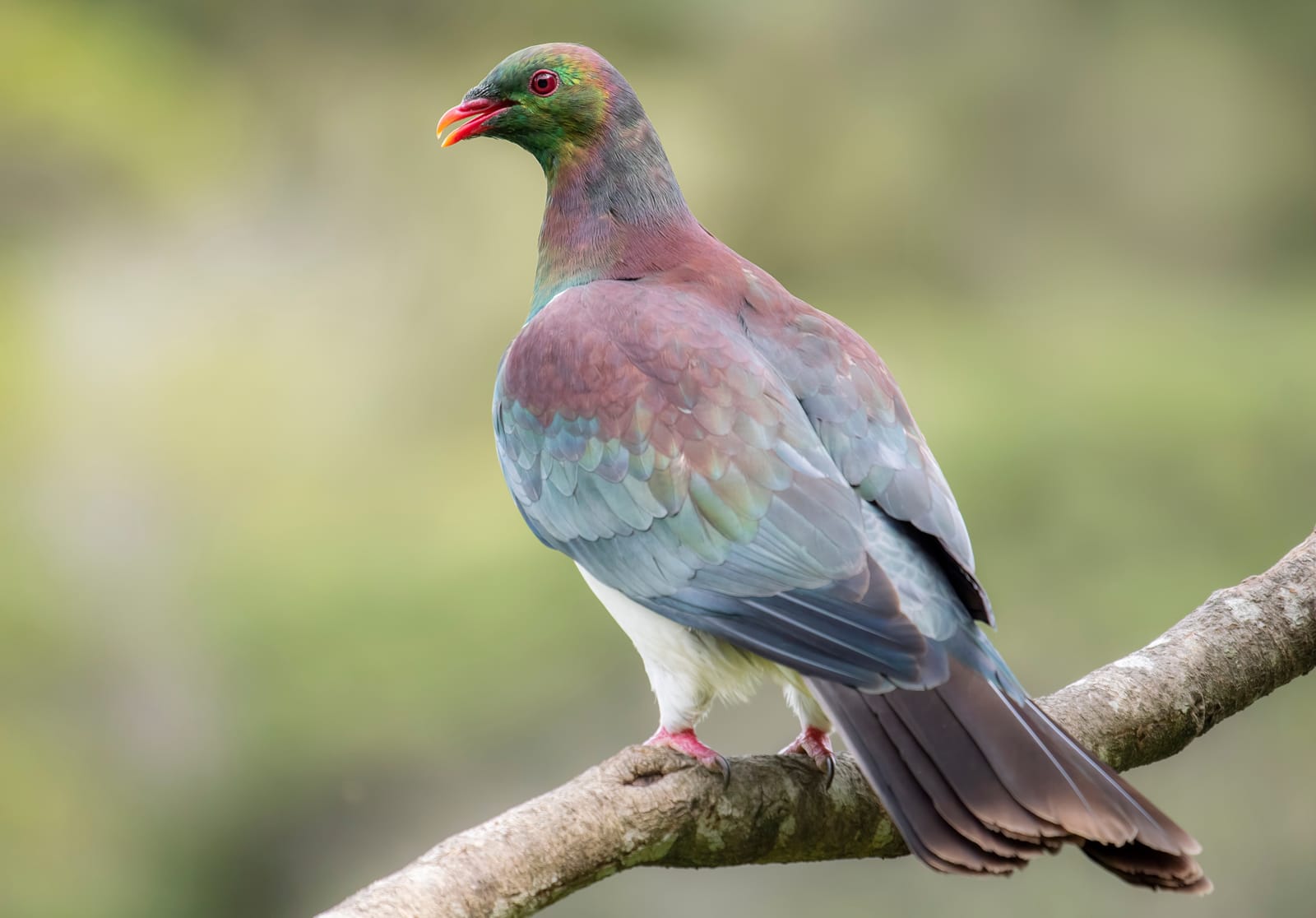 Kererū posing on branch