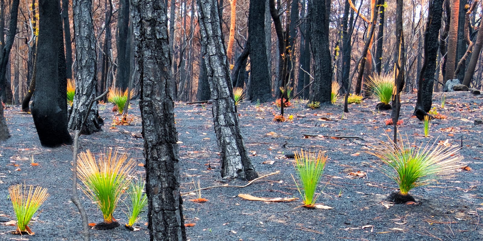 Kulnura bush recovery