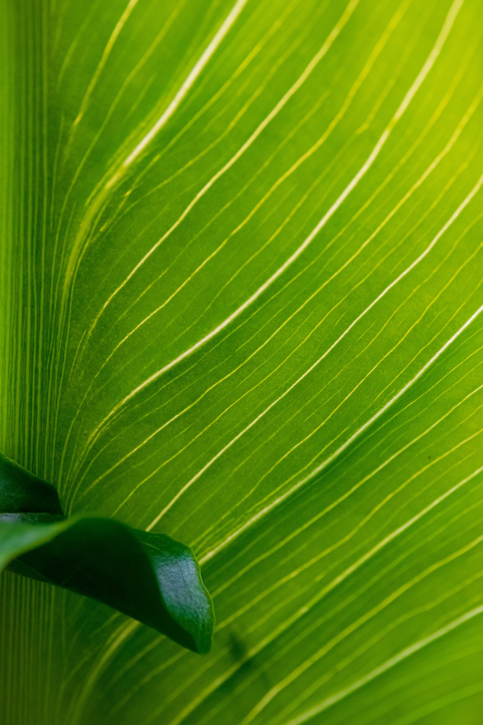 Leaf texture