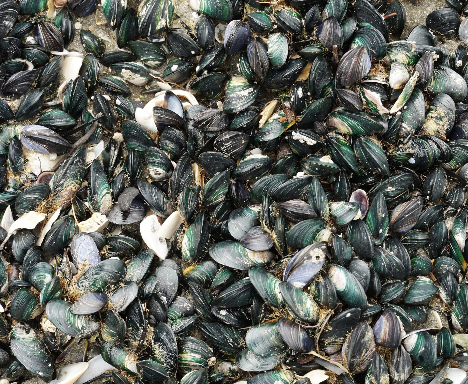 Mussel shells on the beach