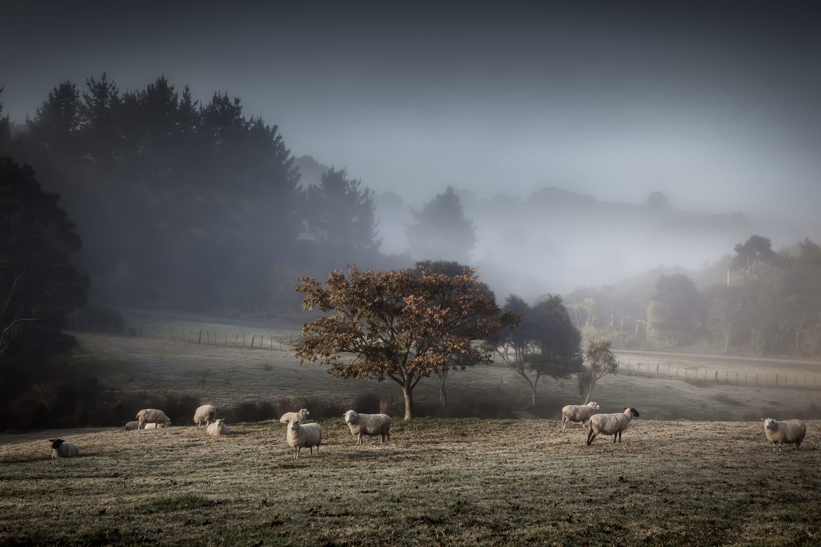 New Zealand countryside