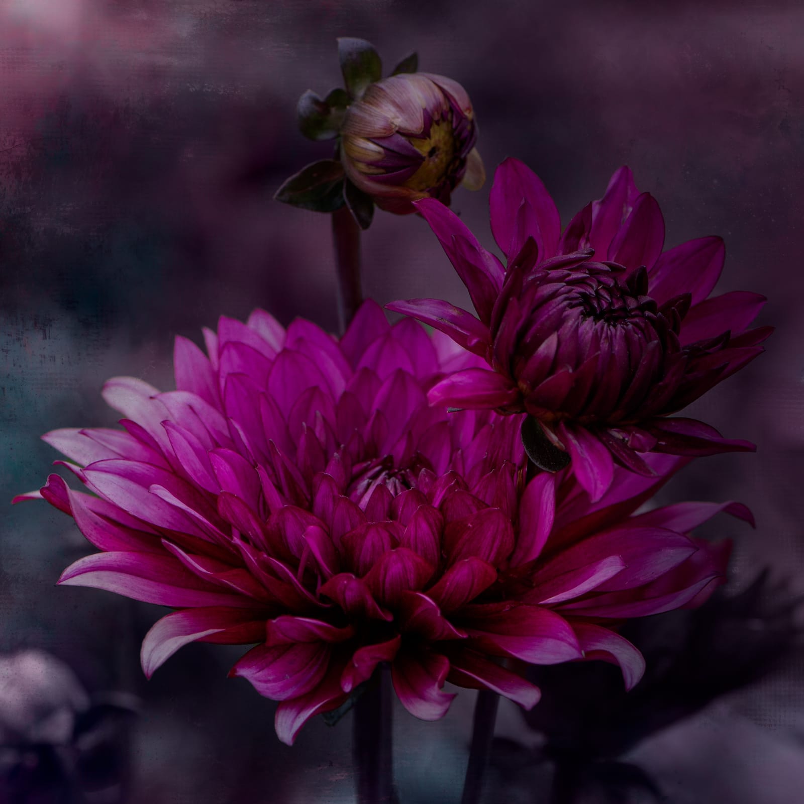 Purple Dahlia