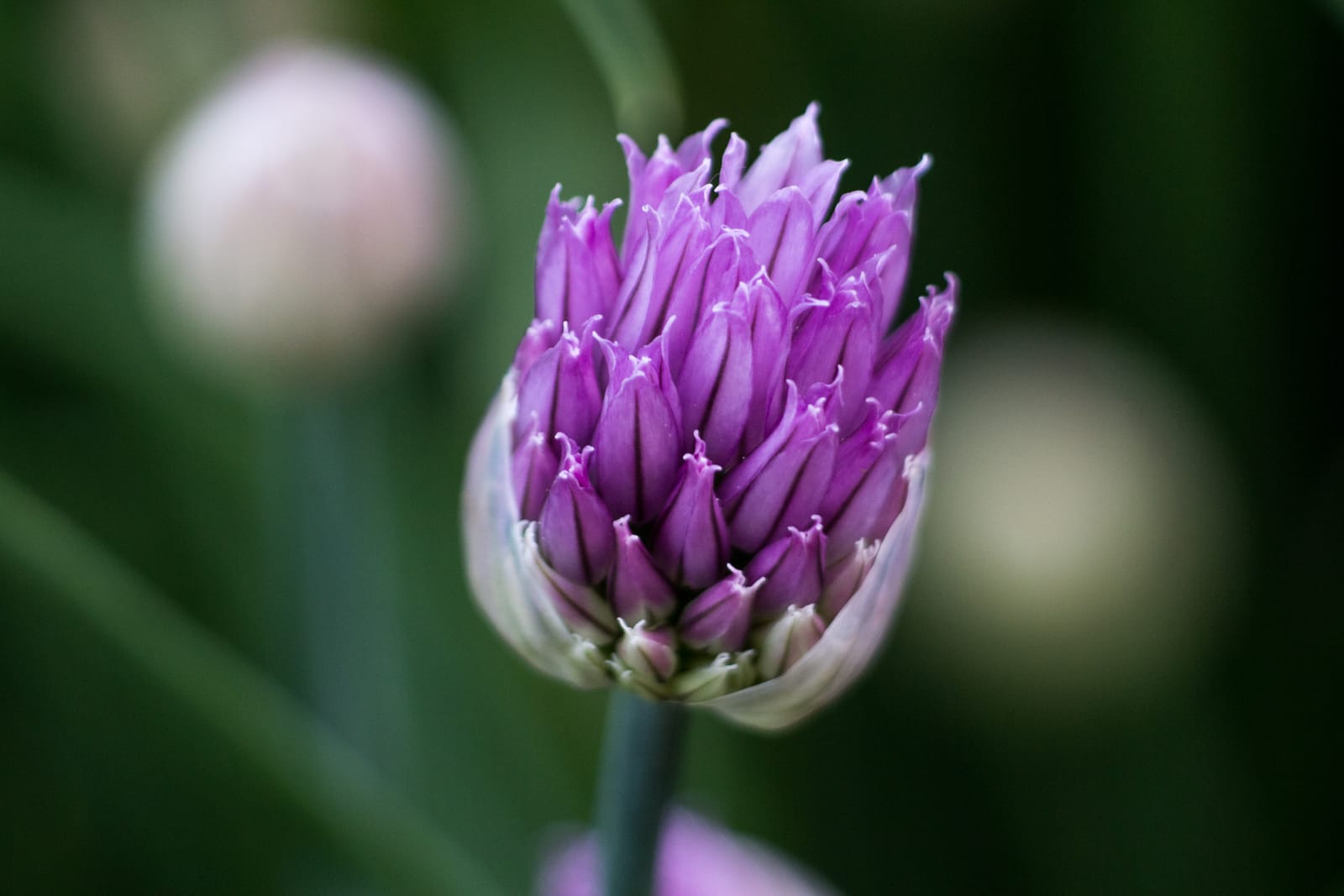 Purple blossom