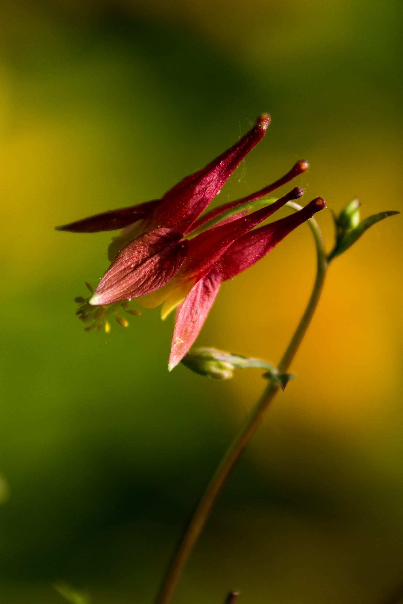 Red flower budding