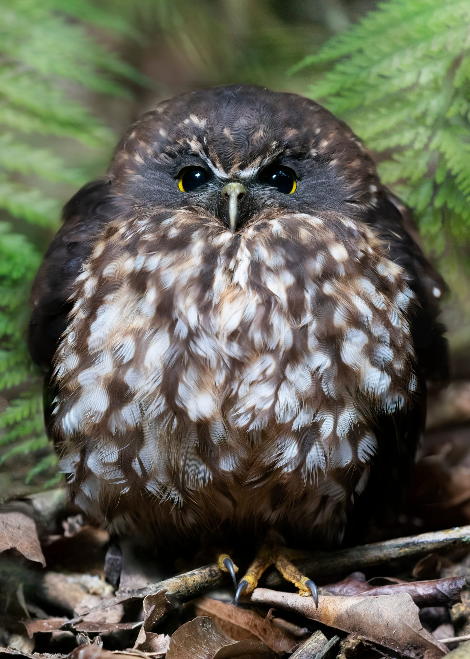 Morepork page feature image