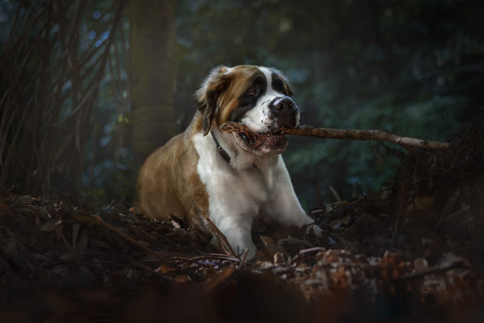 Saint Bernard dog