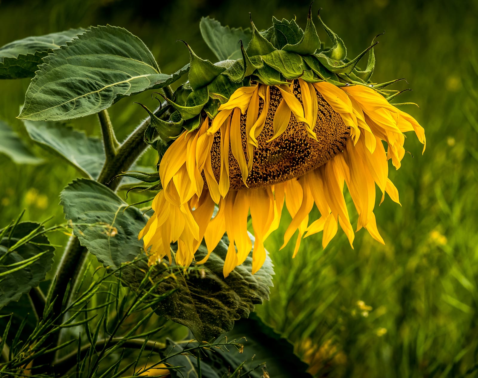 Sunflower