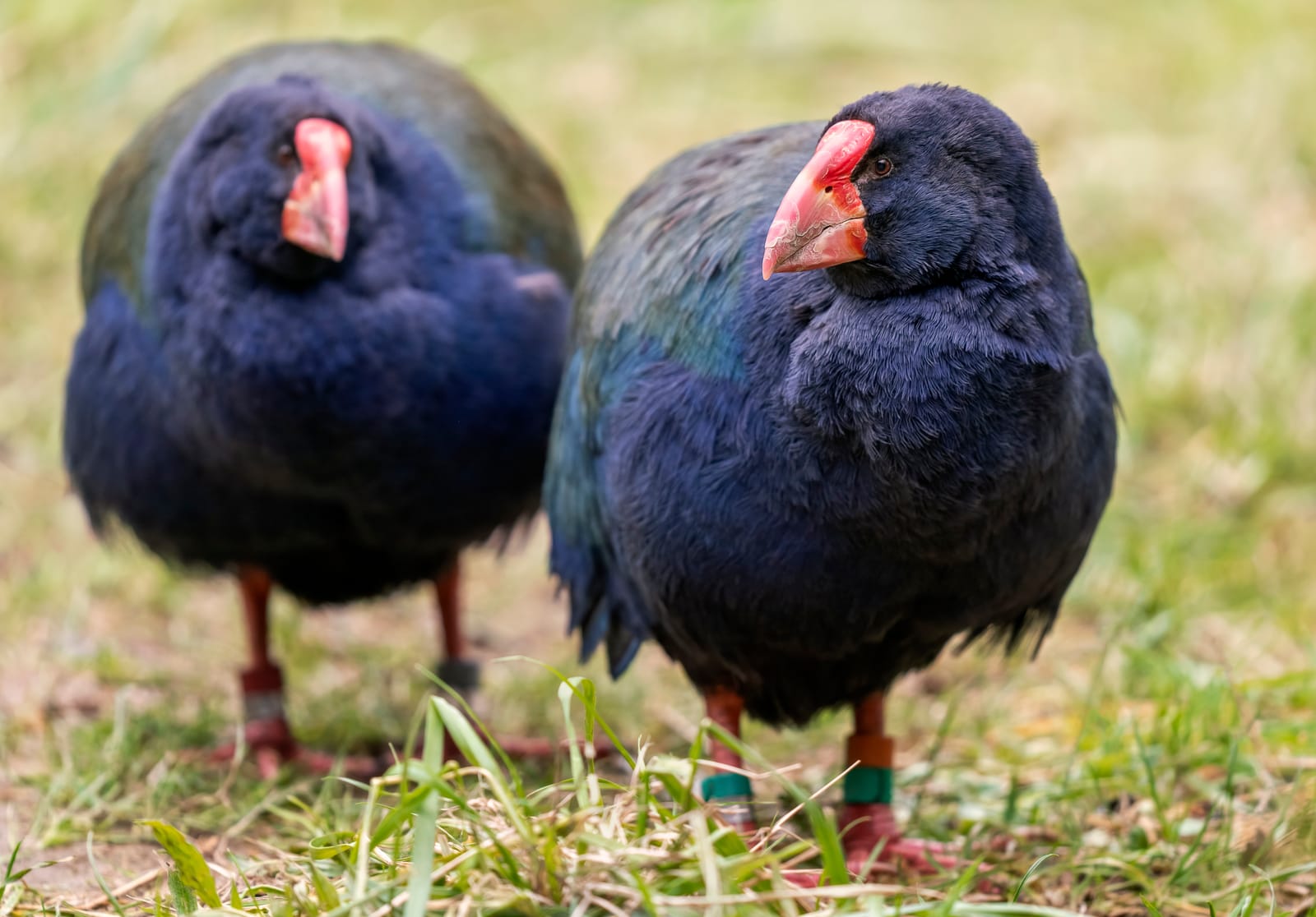 Takahē pair