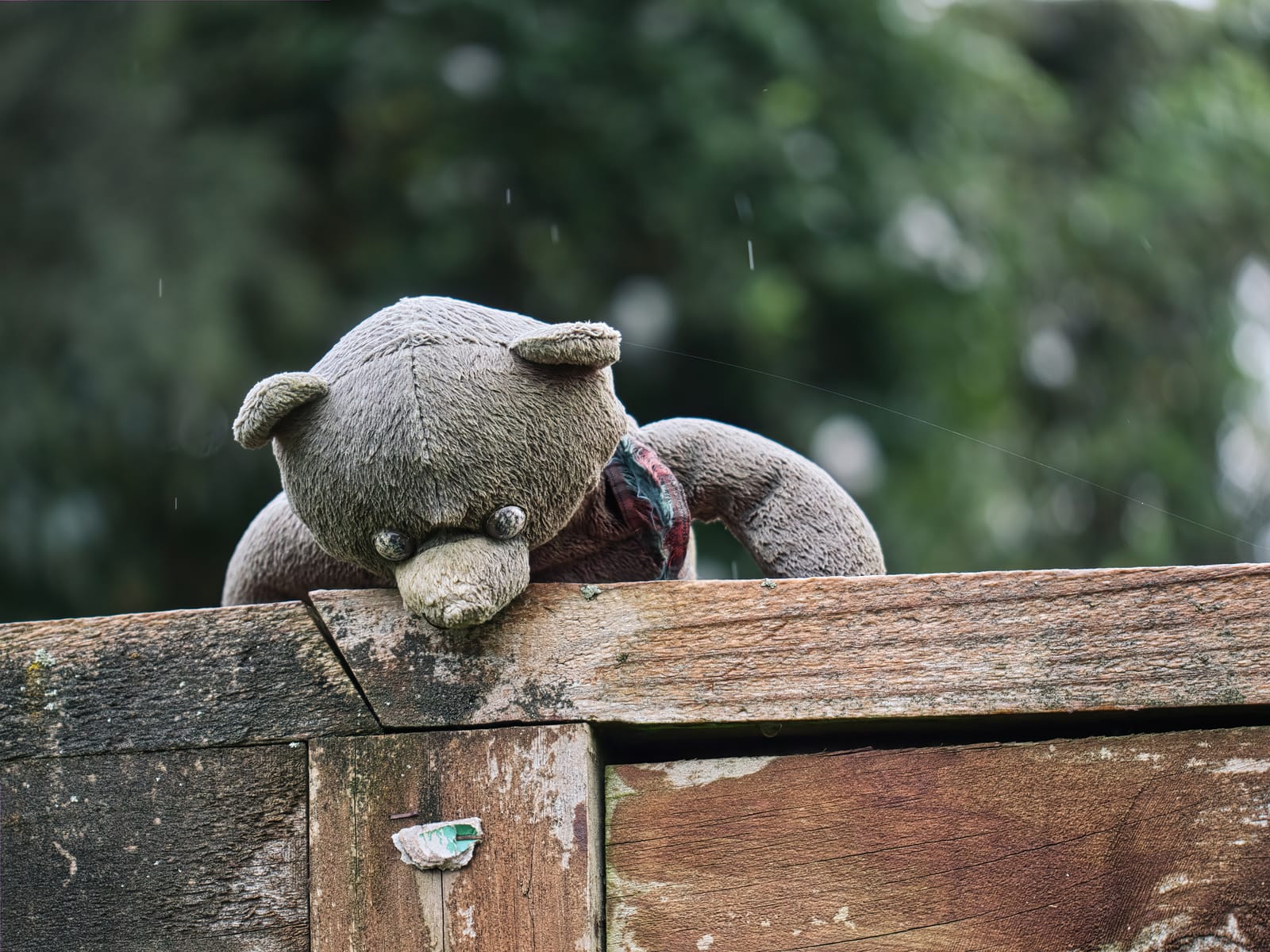 Teddy bear in the rain