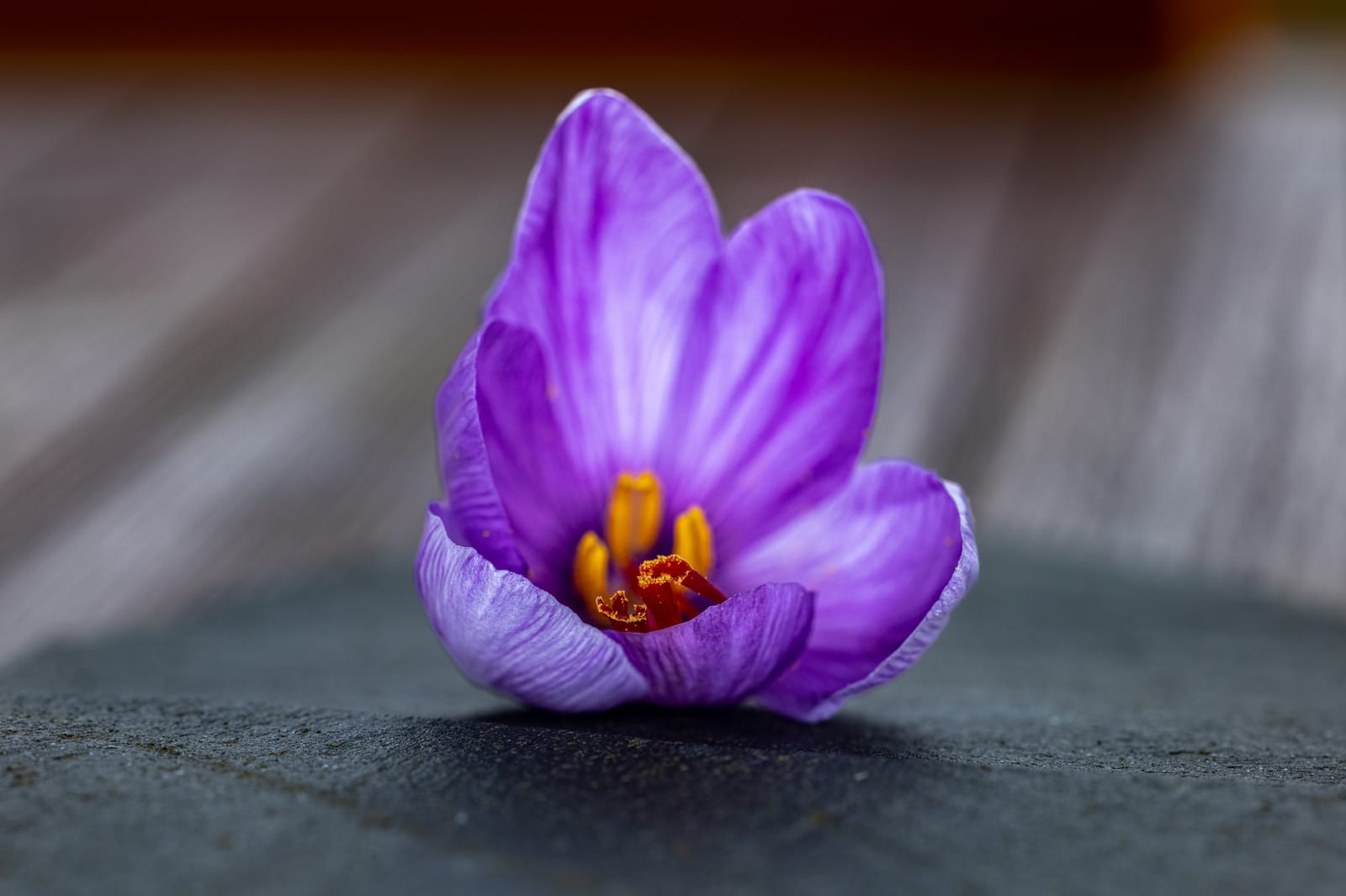 The Crocus flower