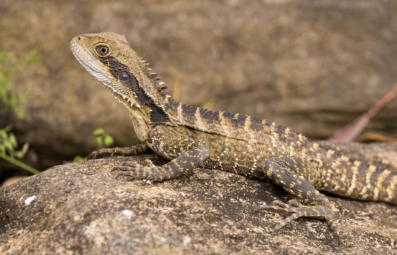 Water dragon