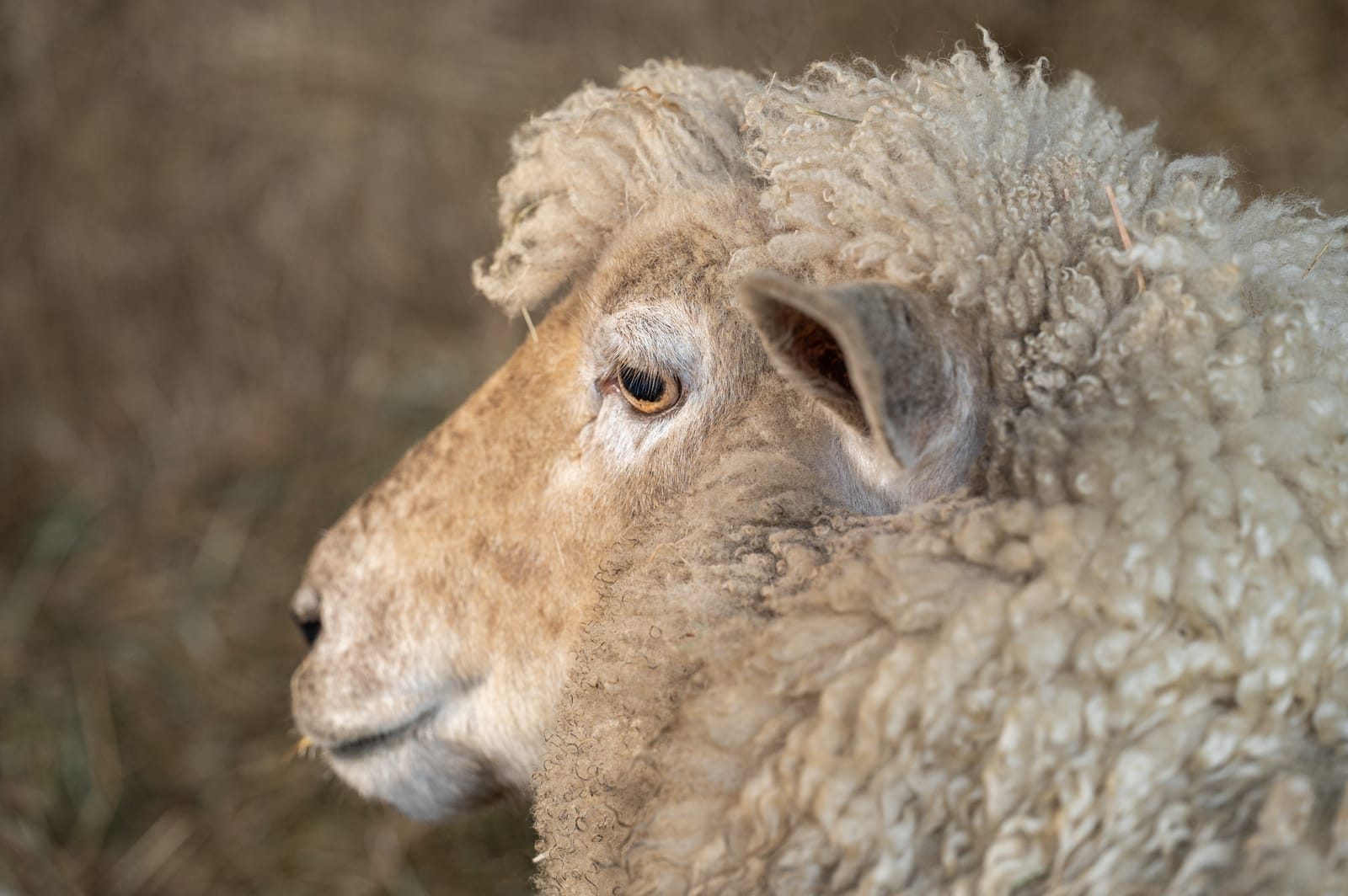 Woolly sheep