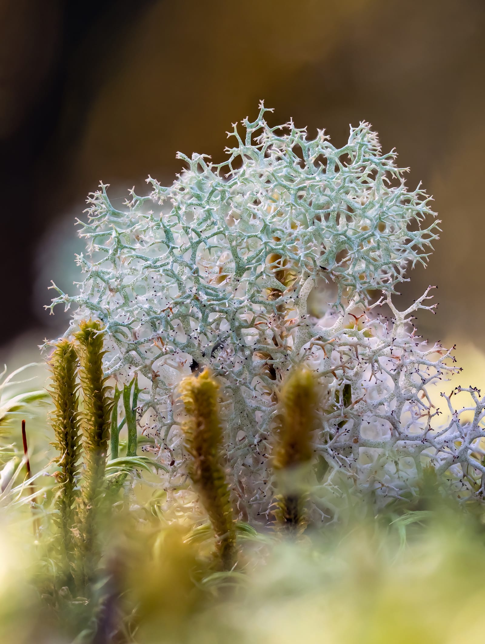 Reindeer lichen