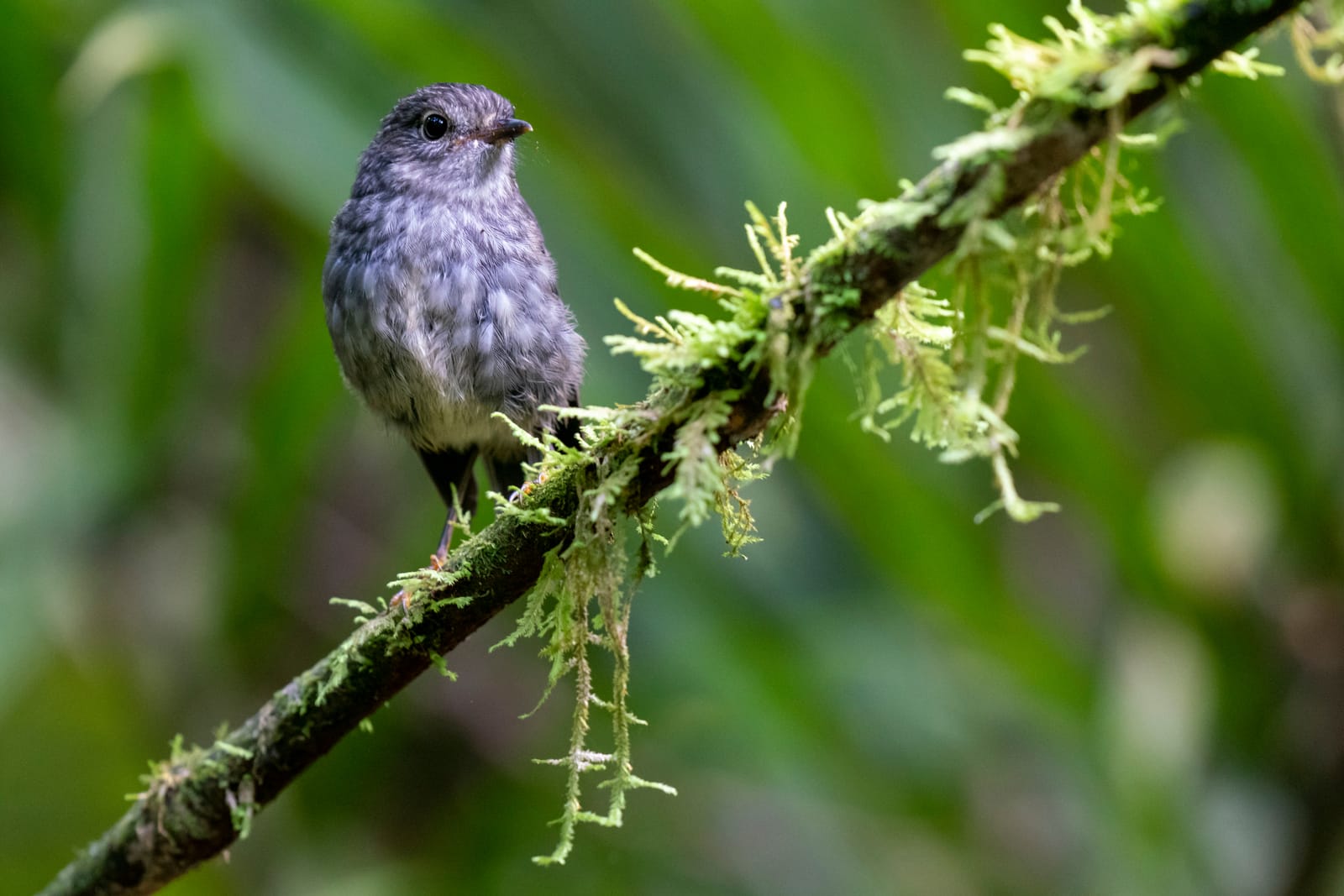 Toutouwai Robin page feature image