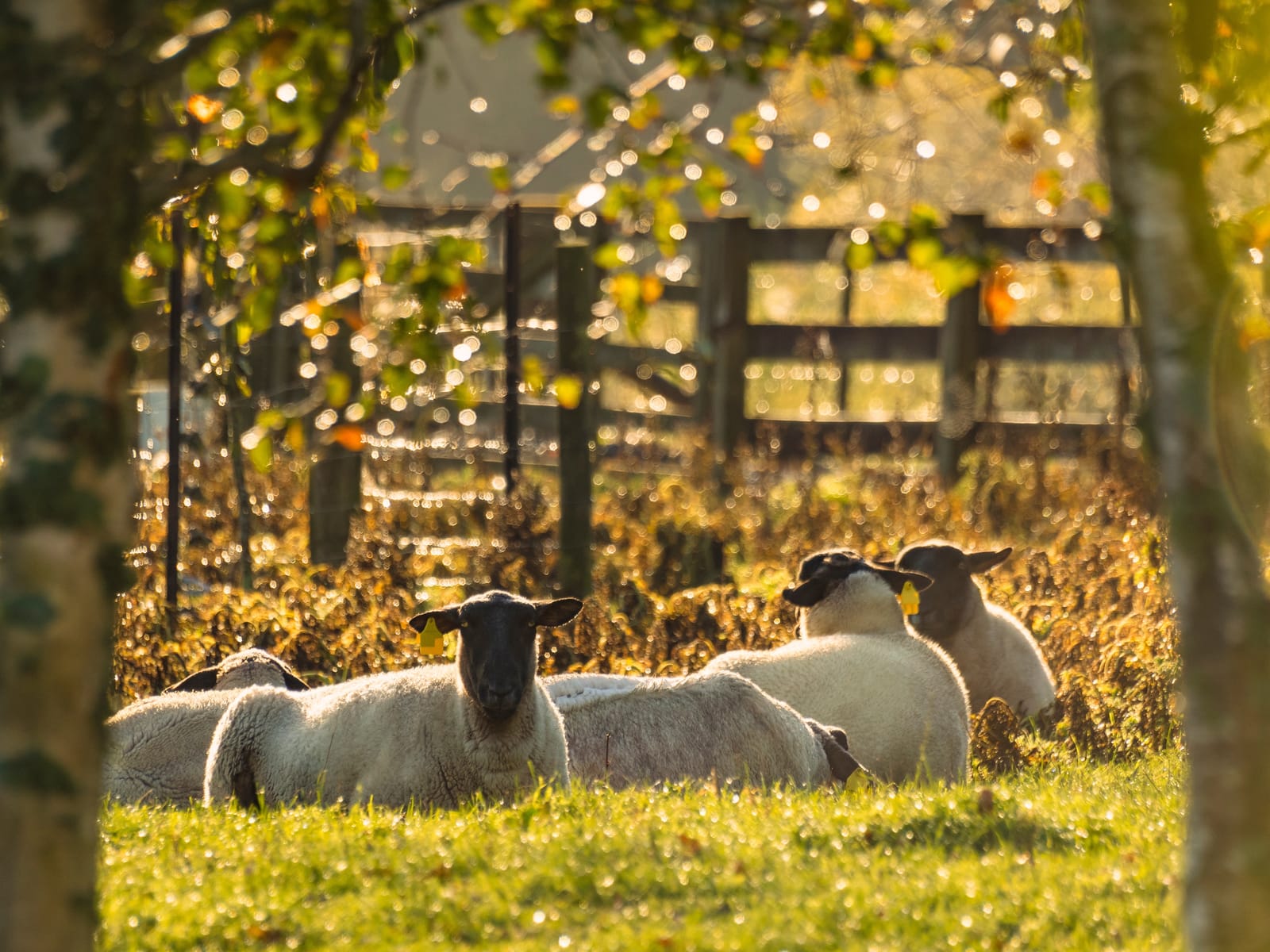 Black headed suffolk sheep field