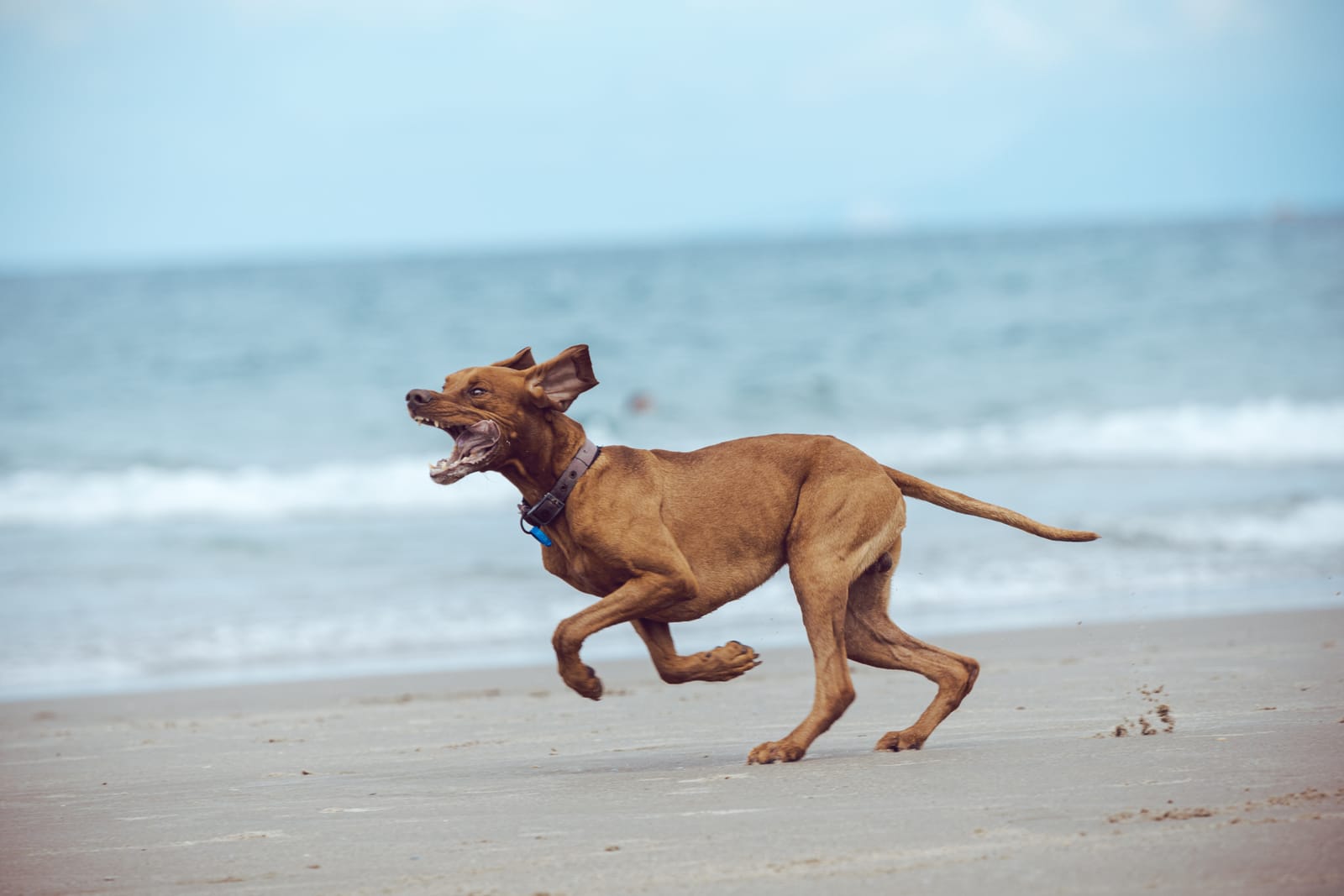 Dog playing on the beach