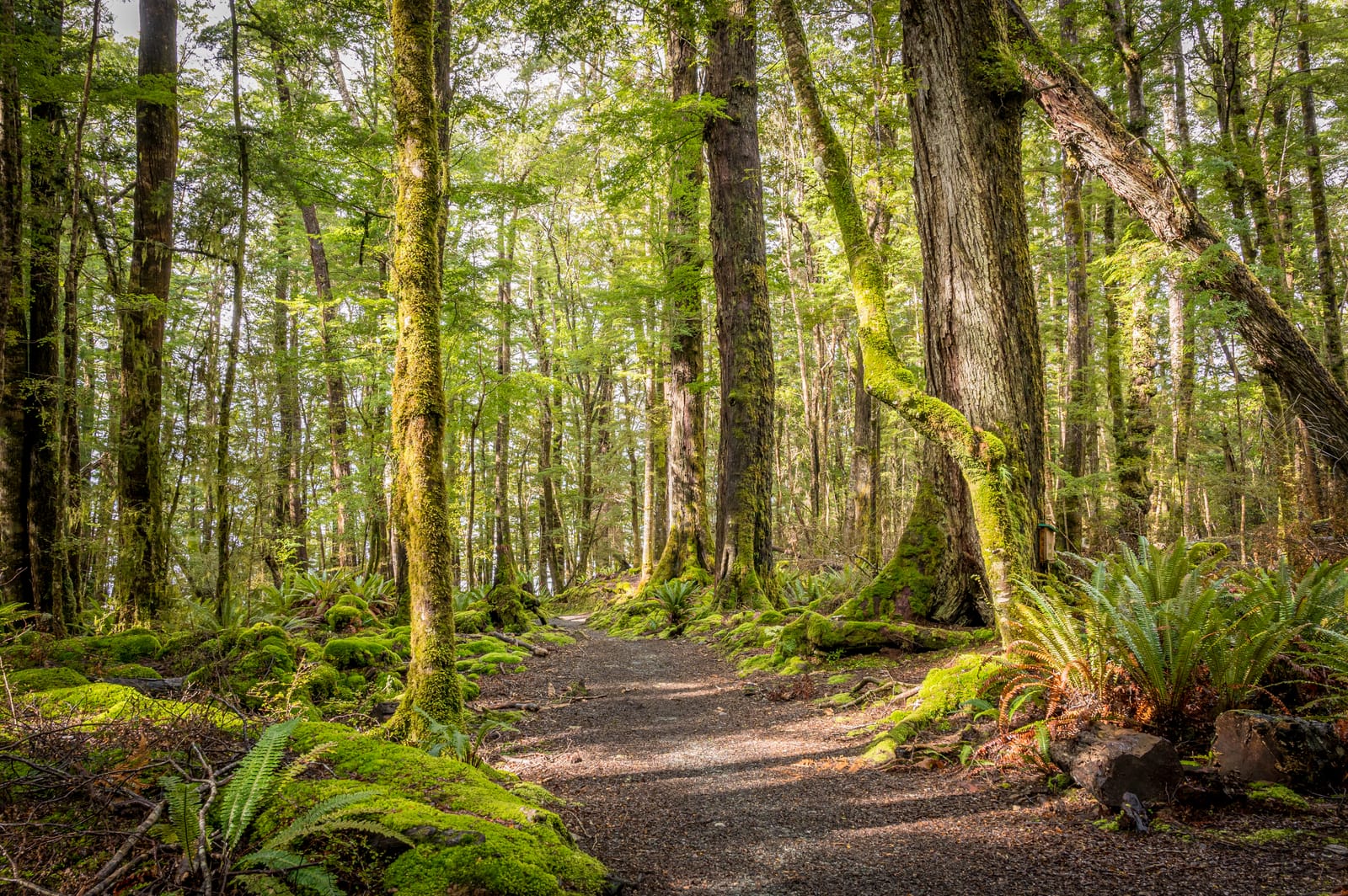 Kepler Forest
