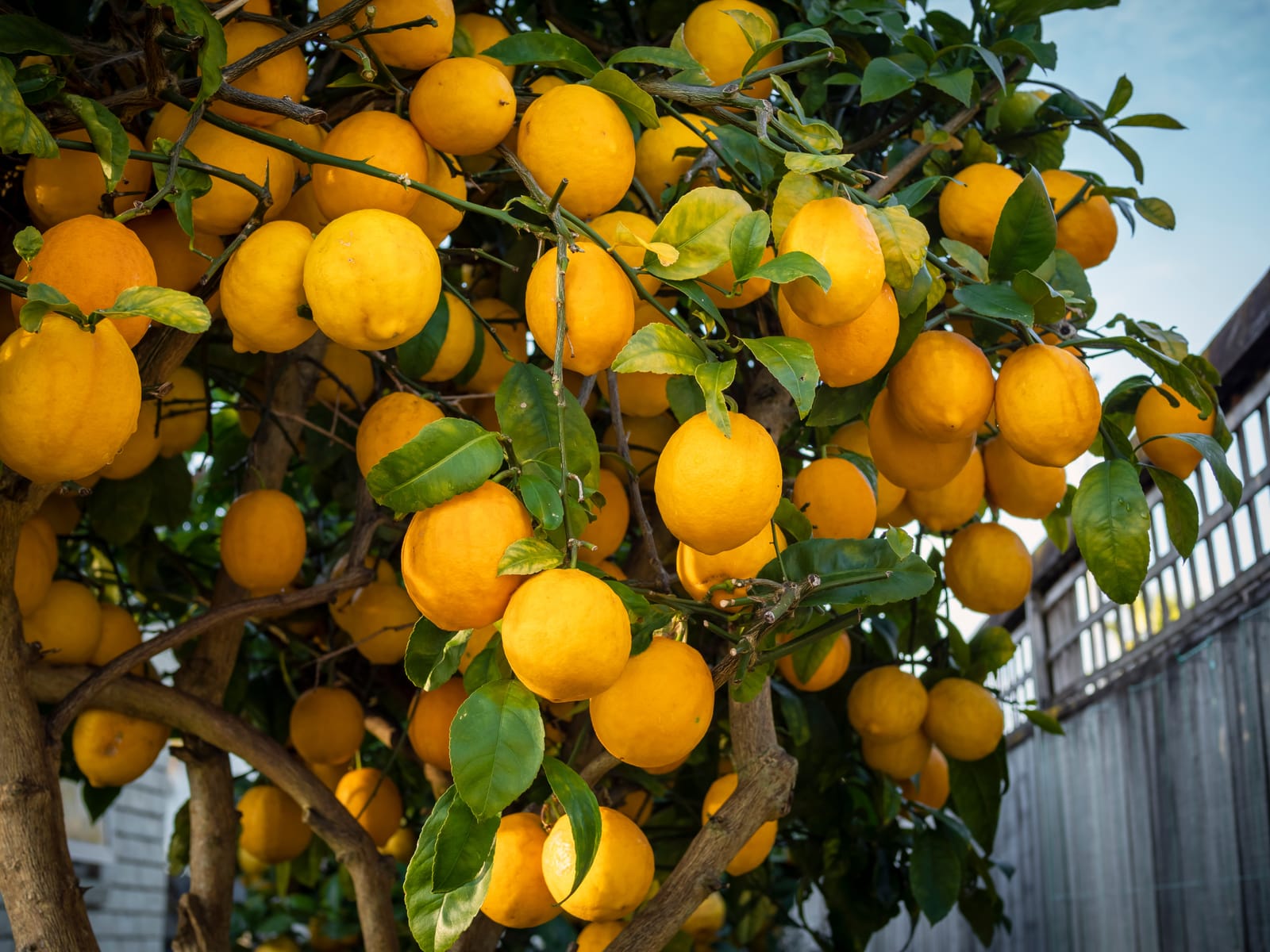 Loaded ripe lemon tree