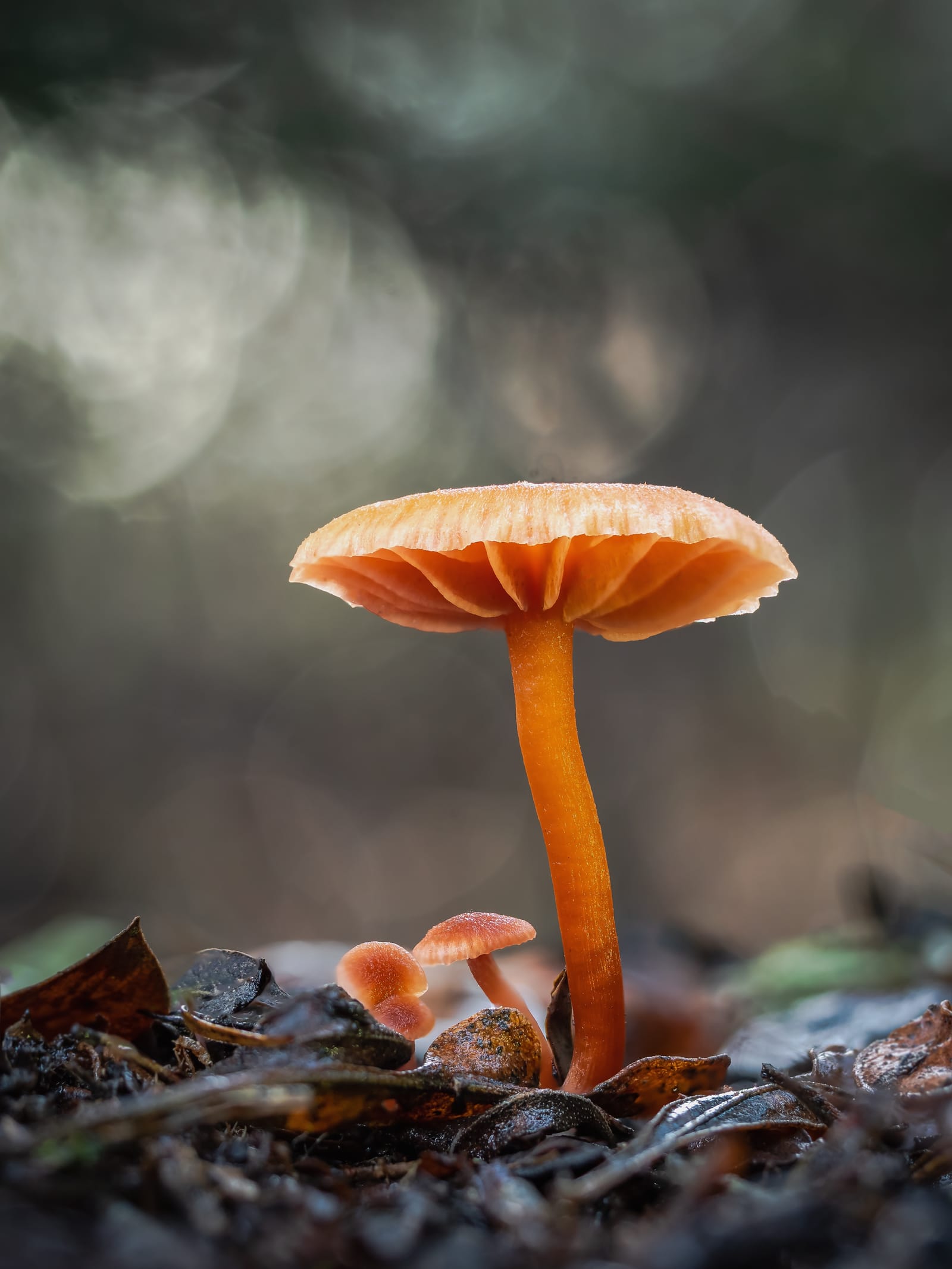 Orange twiglet mushrooms