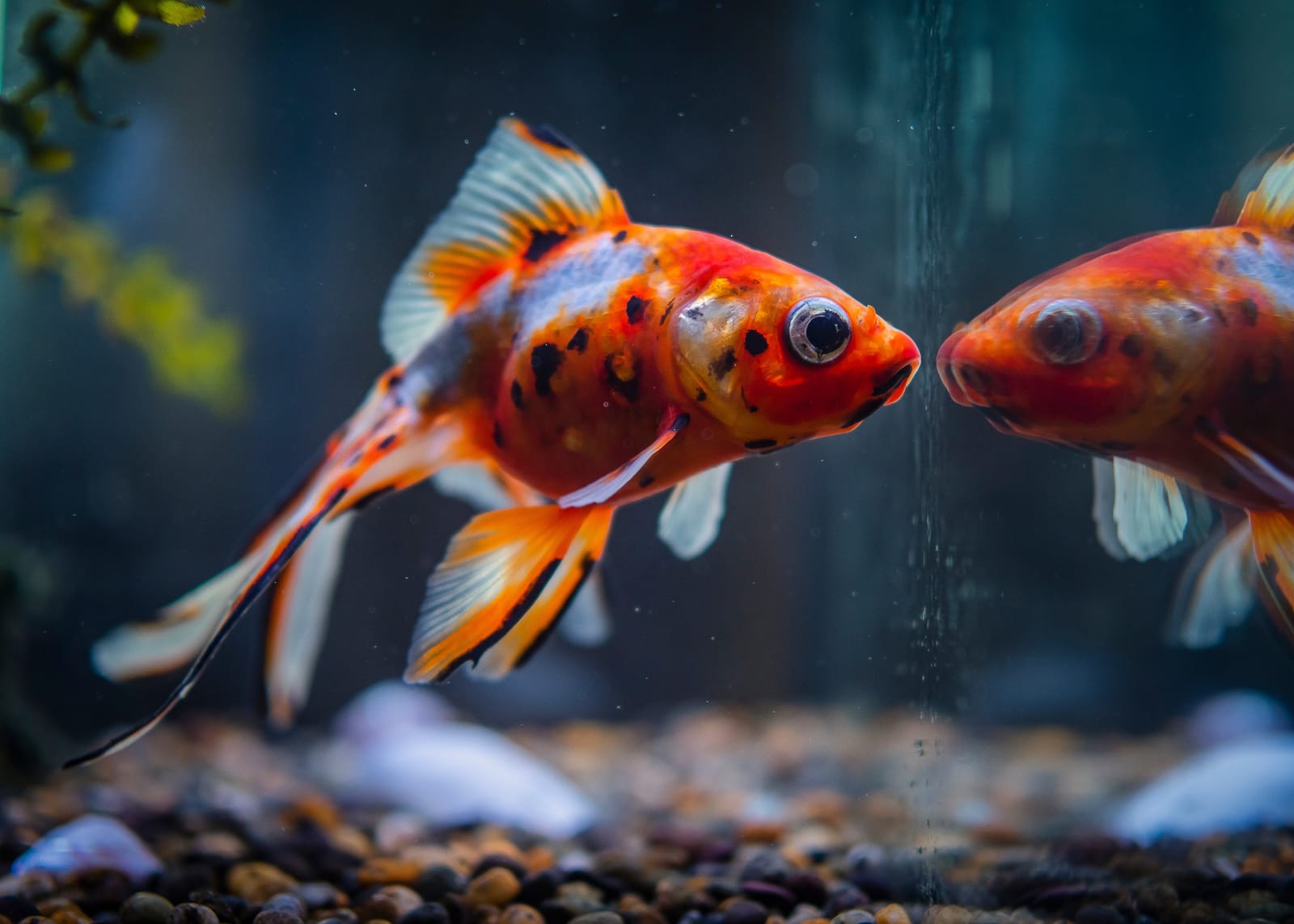 Pet goldfish fish tank reflection