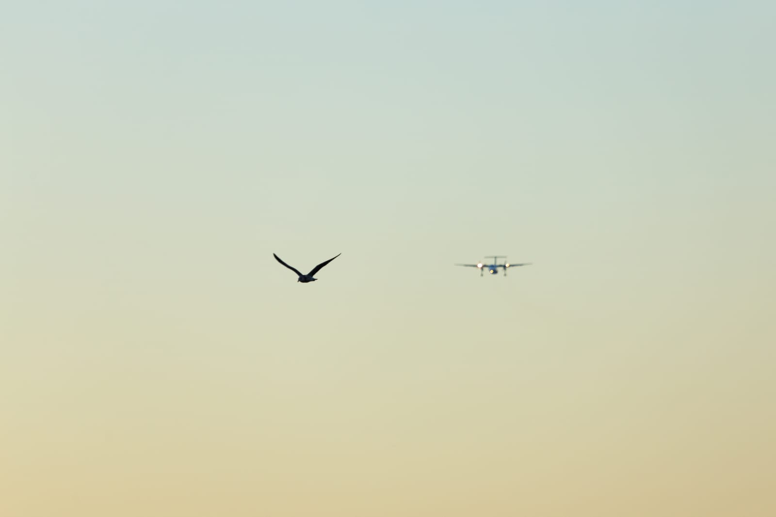 Flight paths at sunset