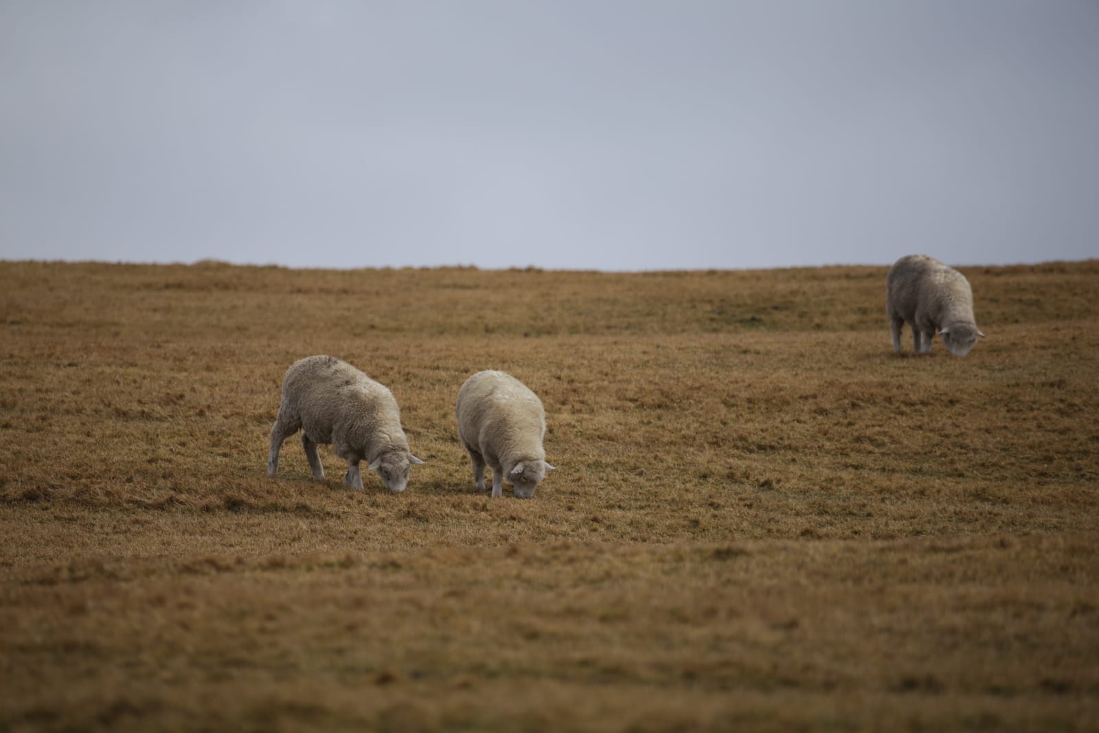 Sheep in the desert prairie