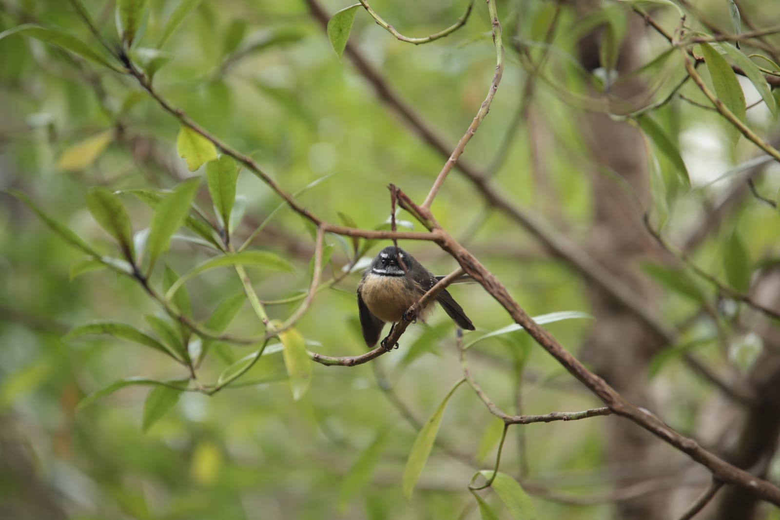 Bird in Branches