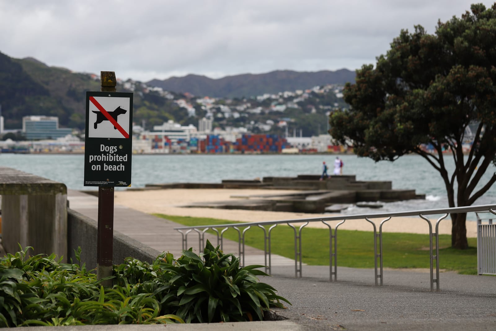 Dogs Prohibited Beach Sign, Wellington