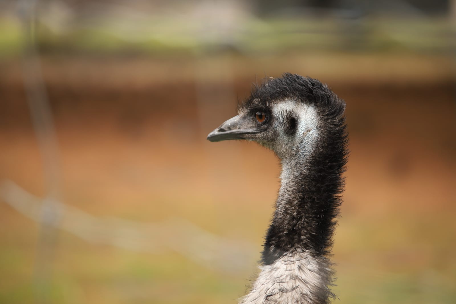 Emu Profile
