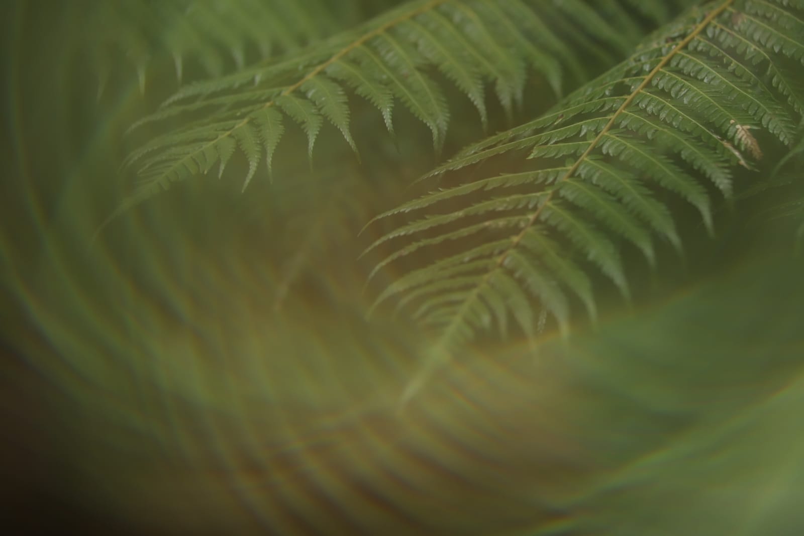 Feathery Fern