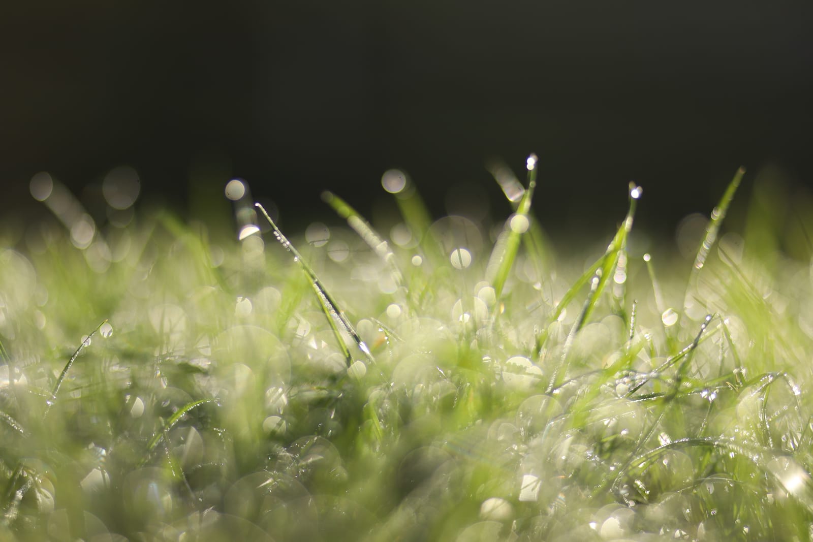 Grass Dew